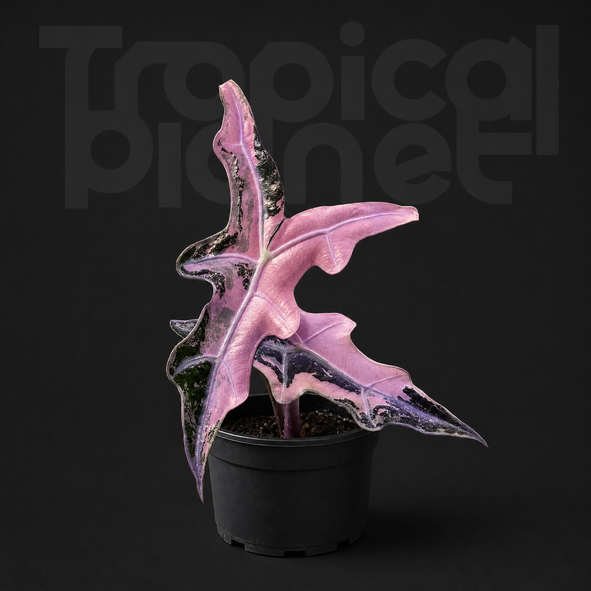 Alocasia Nobilis Pink Variegated K Version