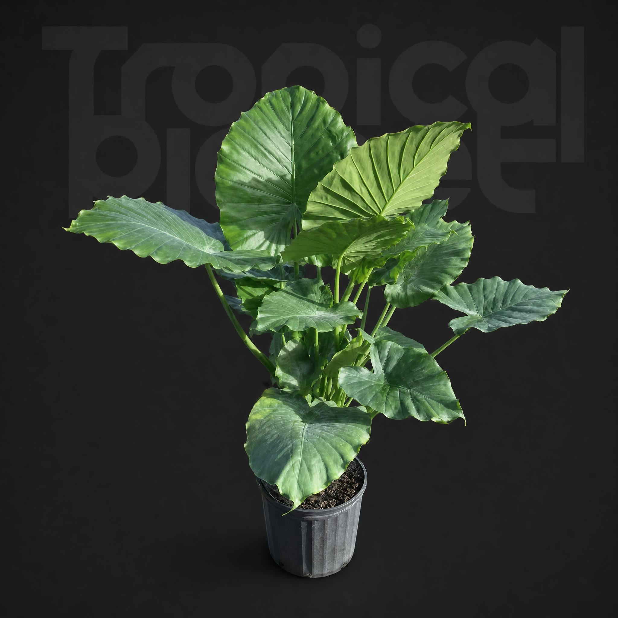Alocasia Odora california