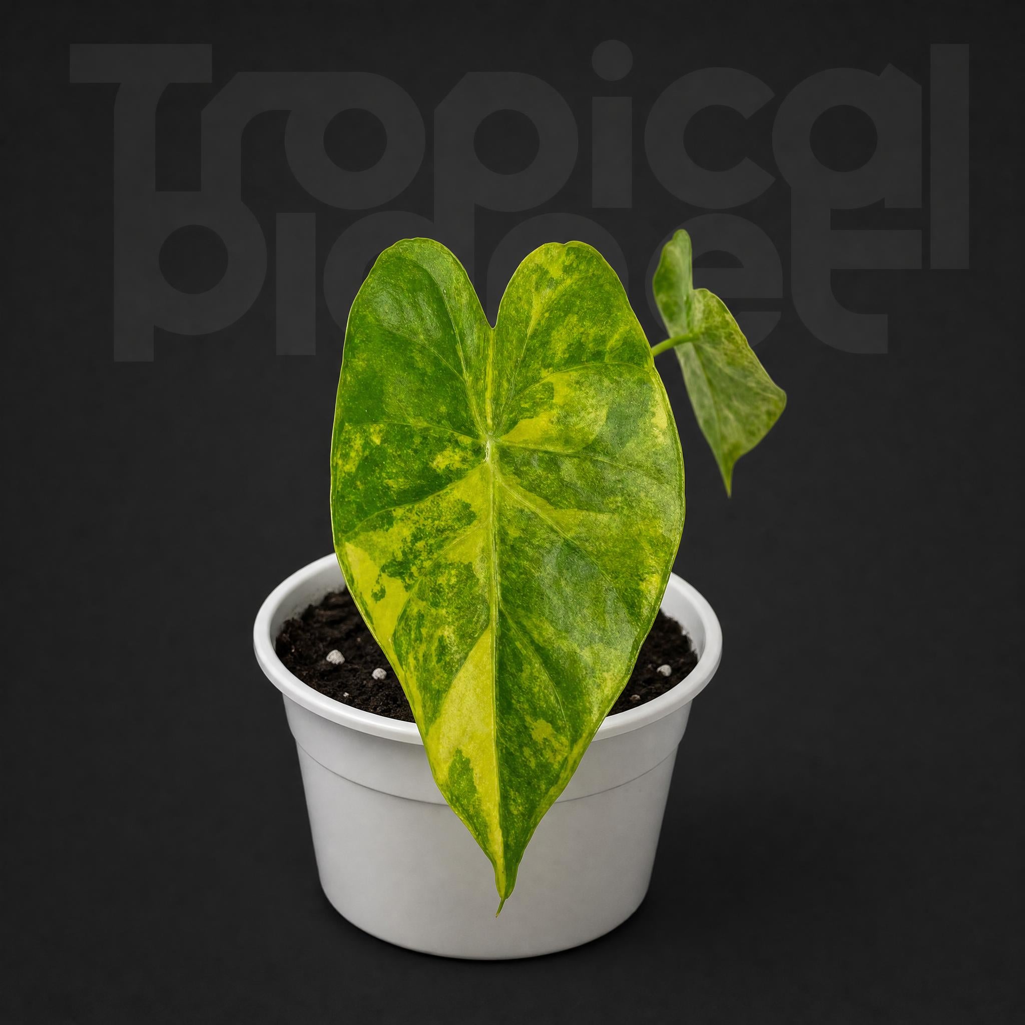 Alocasia Odora Sliver Aurea Variegated