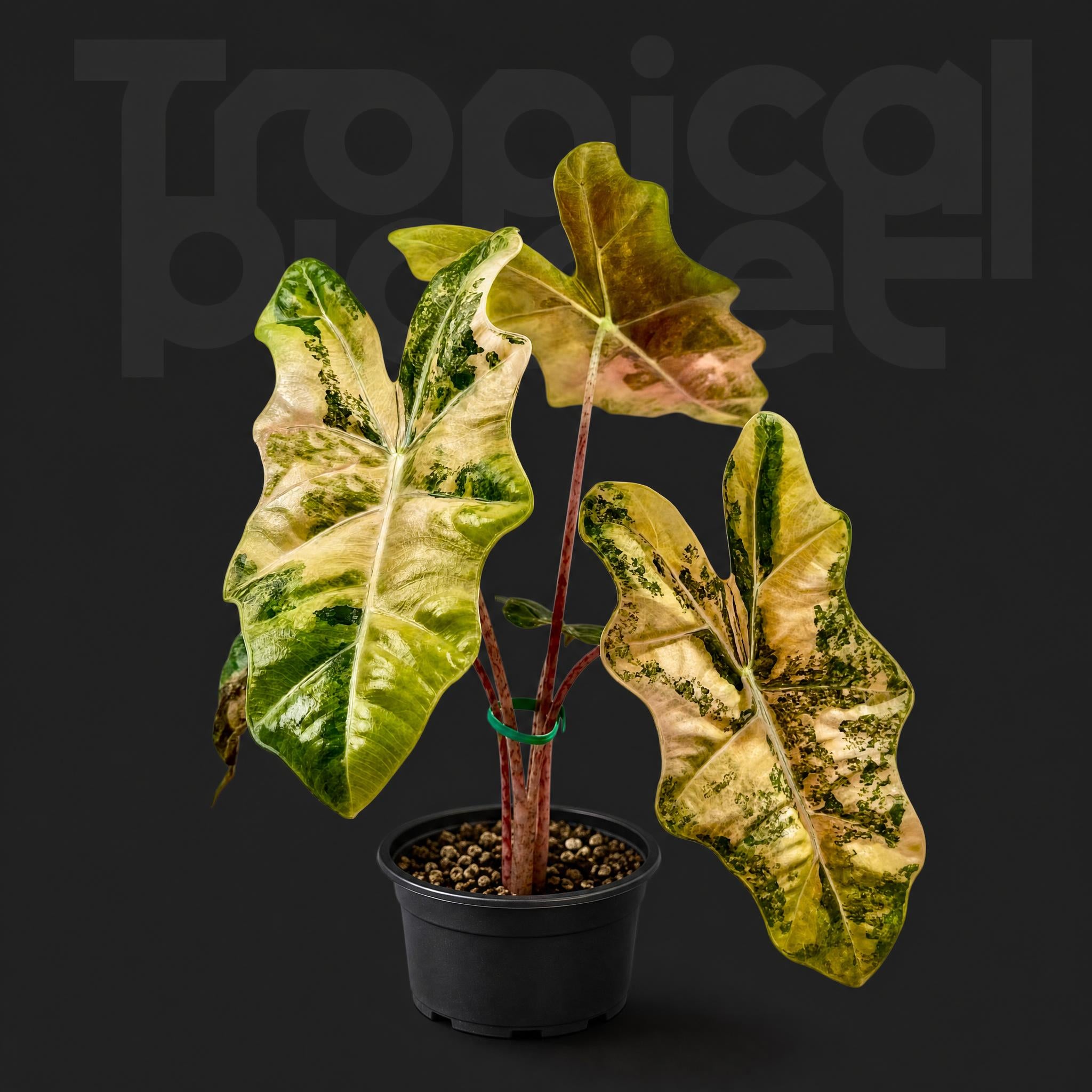 Alocasia Psuedo Sanderiana Aurea Variegated