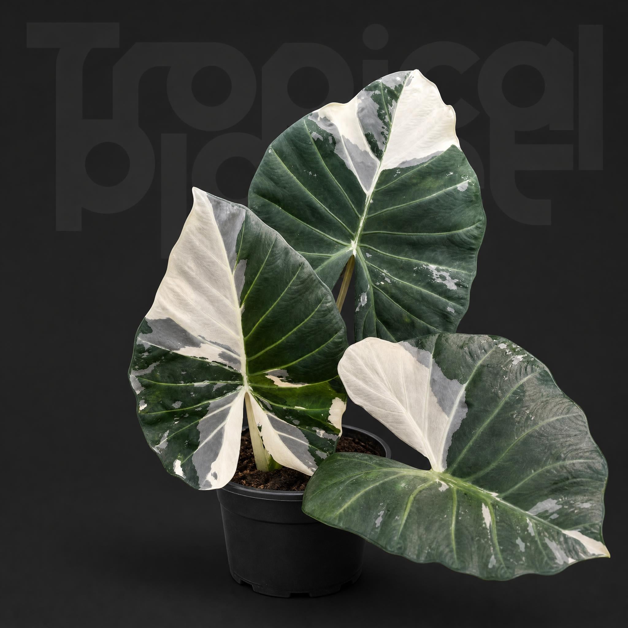 Alocasia Regale white varigated