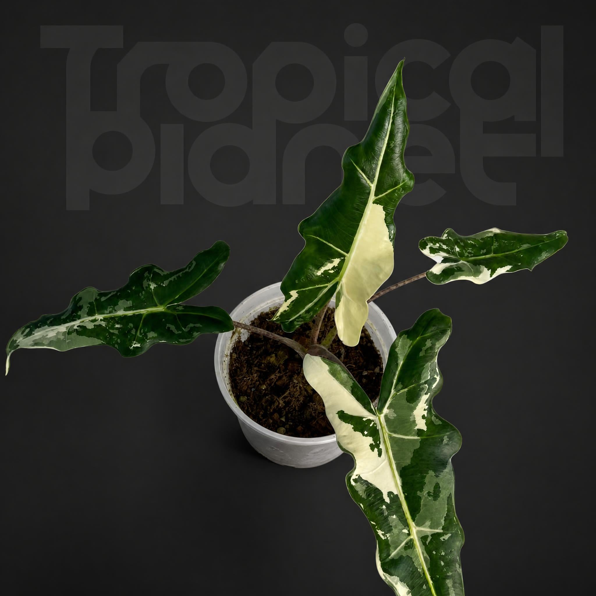 Alocasia Sarian Albo Variegated