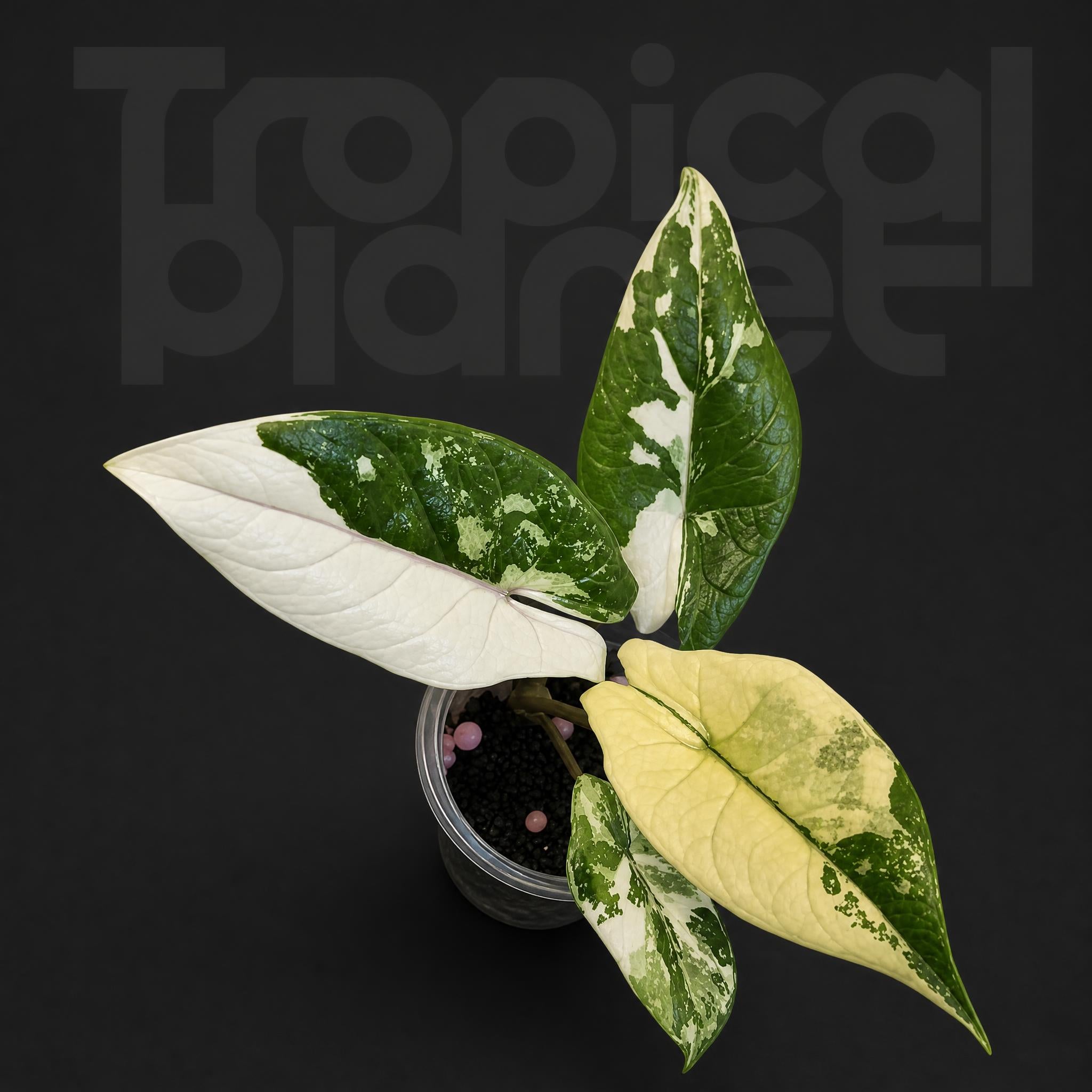 Alocasia Scalprum Albo Variegated