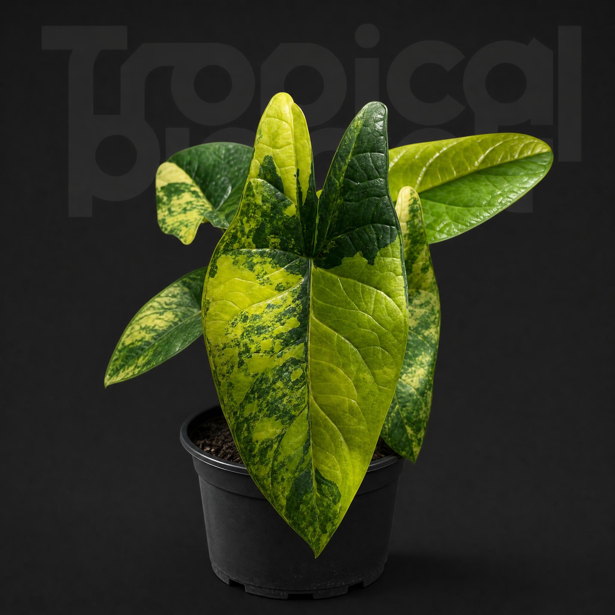 Alocasia Scalprum Aurea Variegated