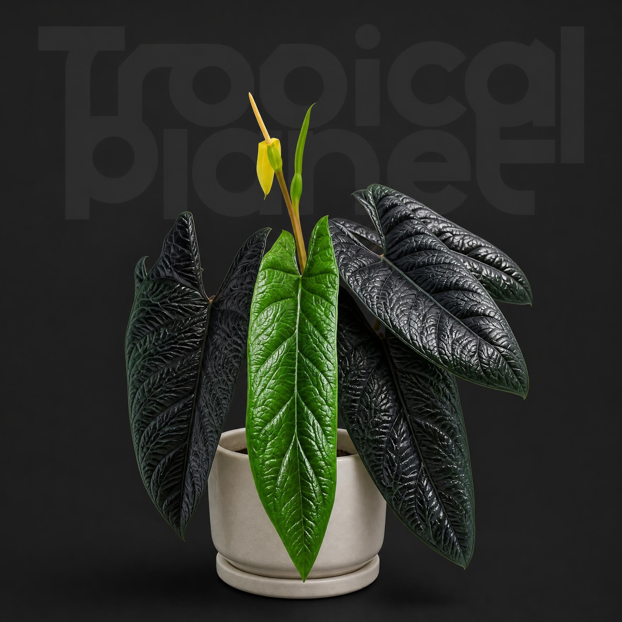 Alocasia Scalprun