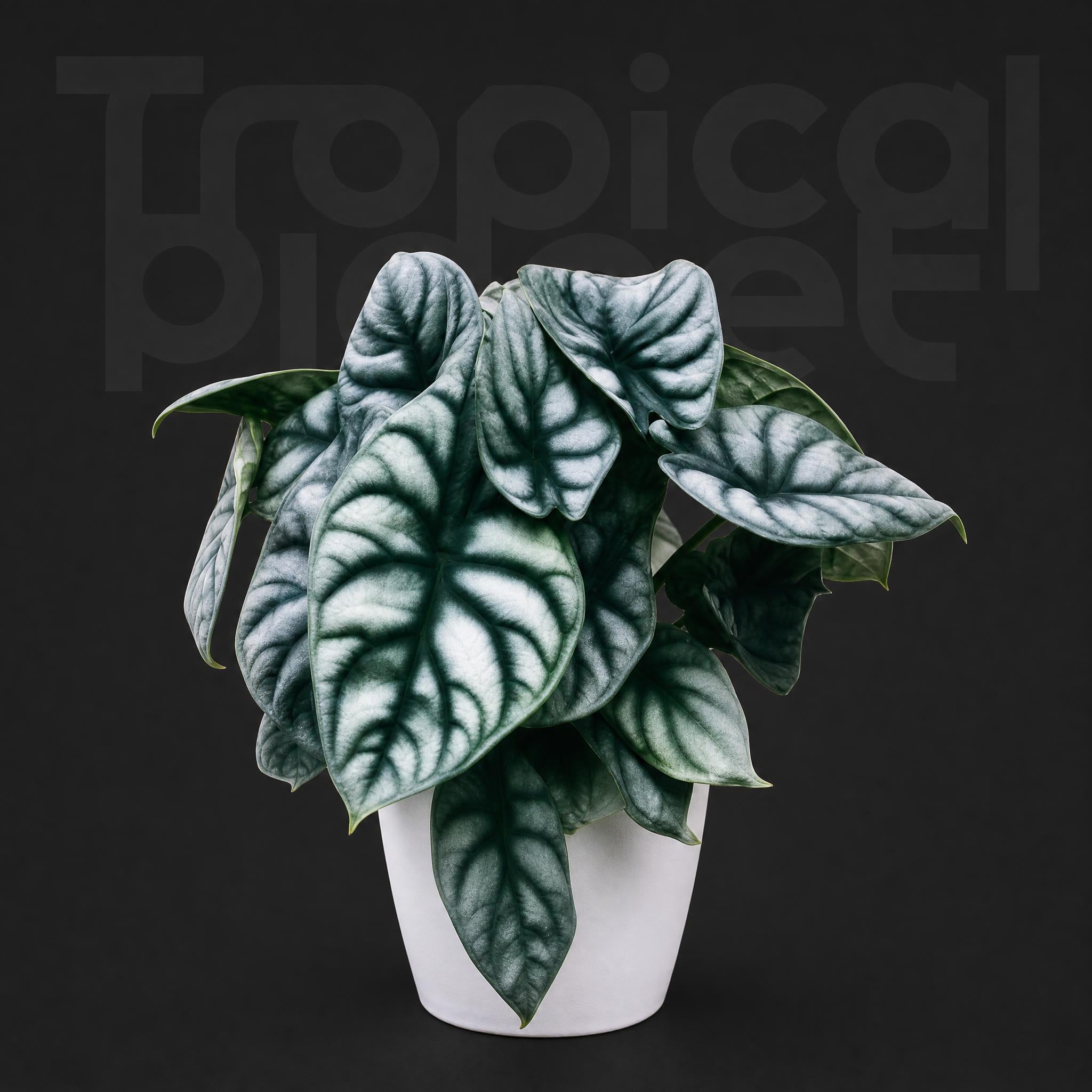 Alocasia Silver Dragon