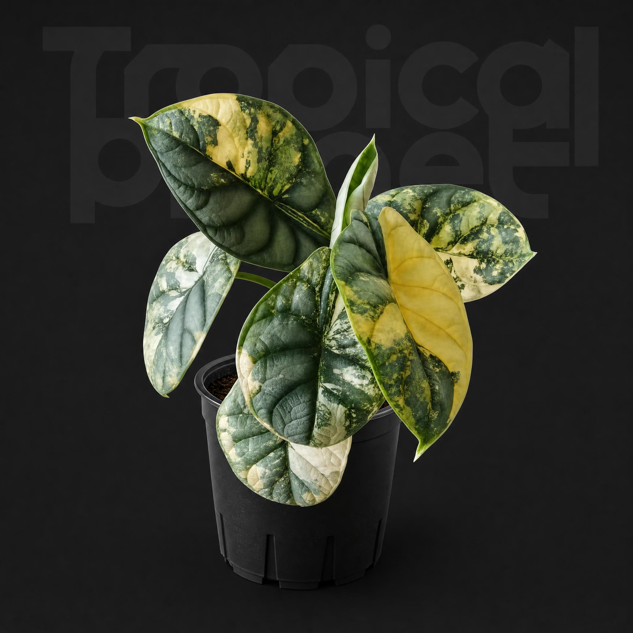 Alocasia Silver Dragon varigated