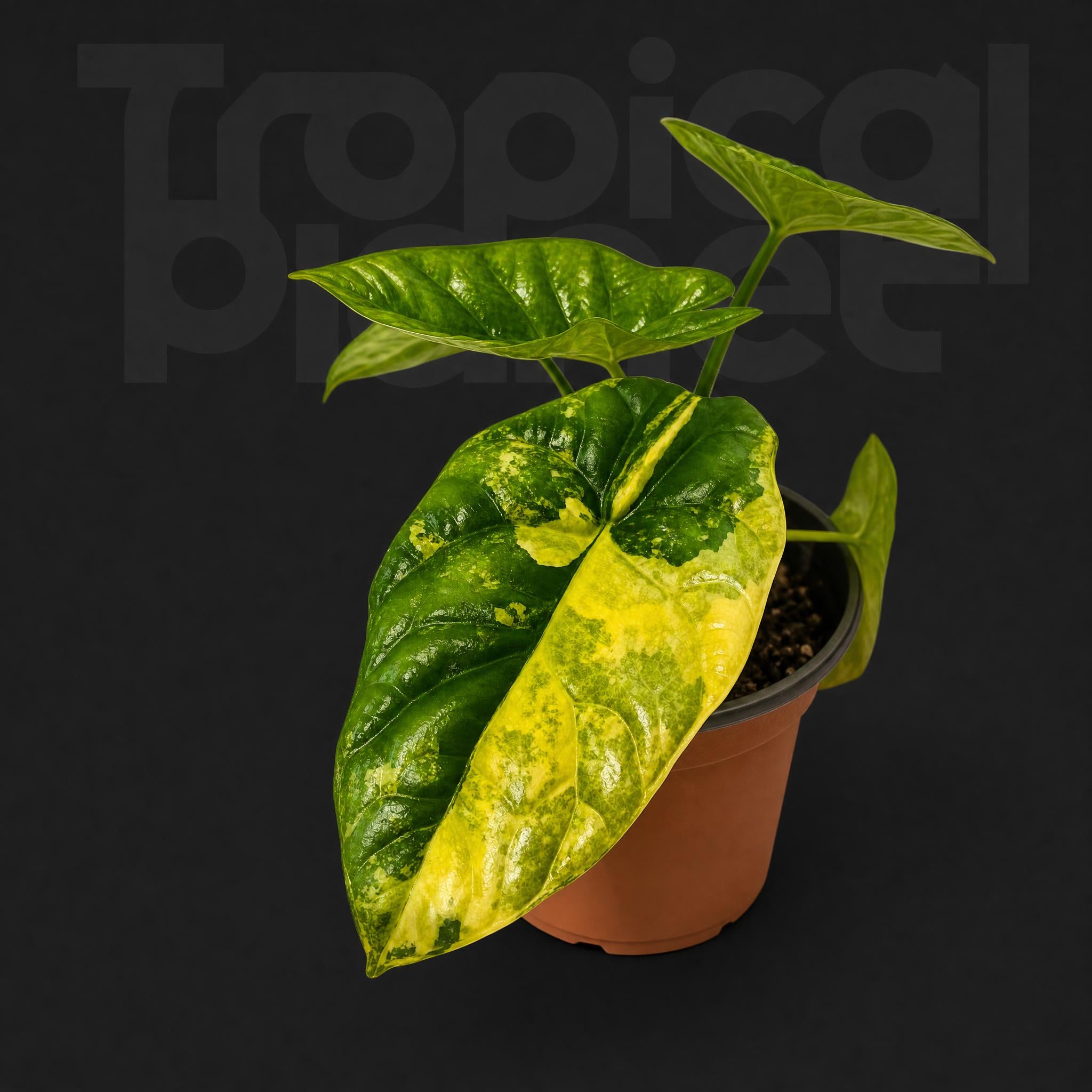 Alocasia Sinuata Aurea Variegated