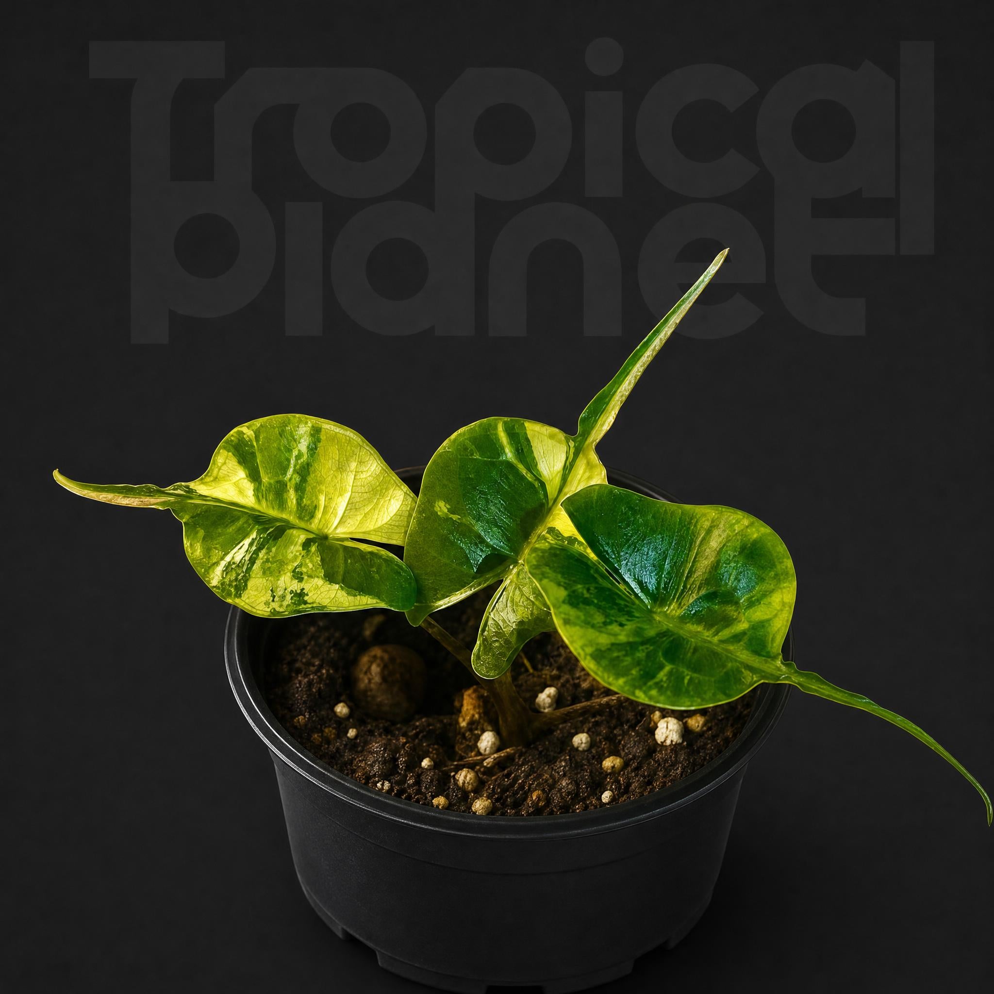 Alocasia Stingray Aurea Variegated