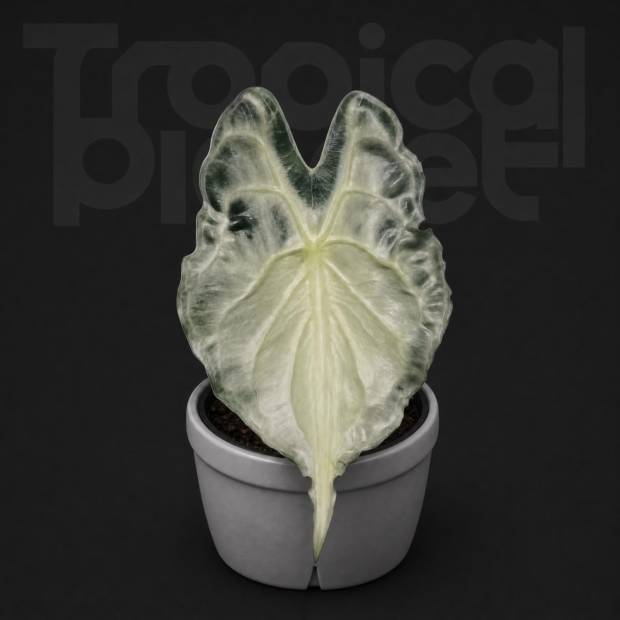 Alocasia venom