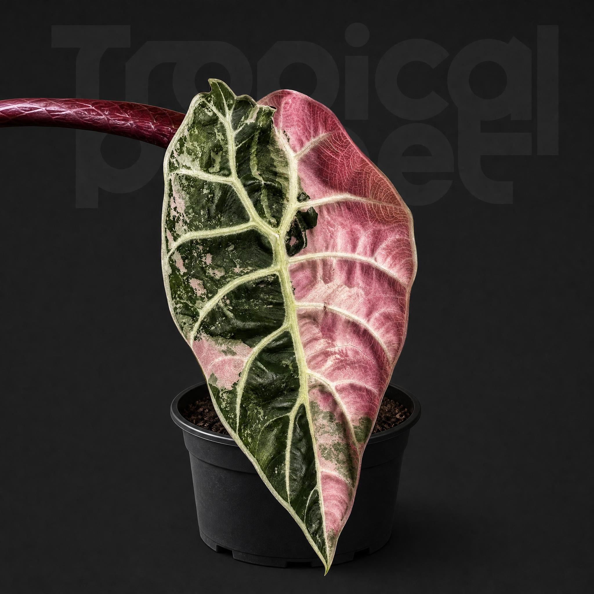 Alocasia Watsoniana Doff Pink Variegated