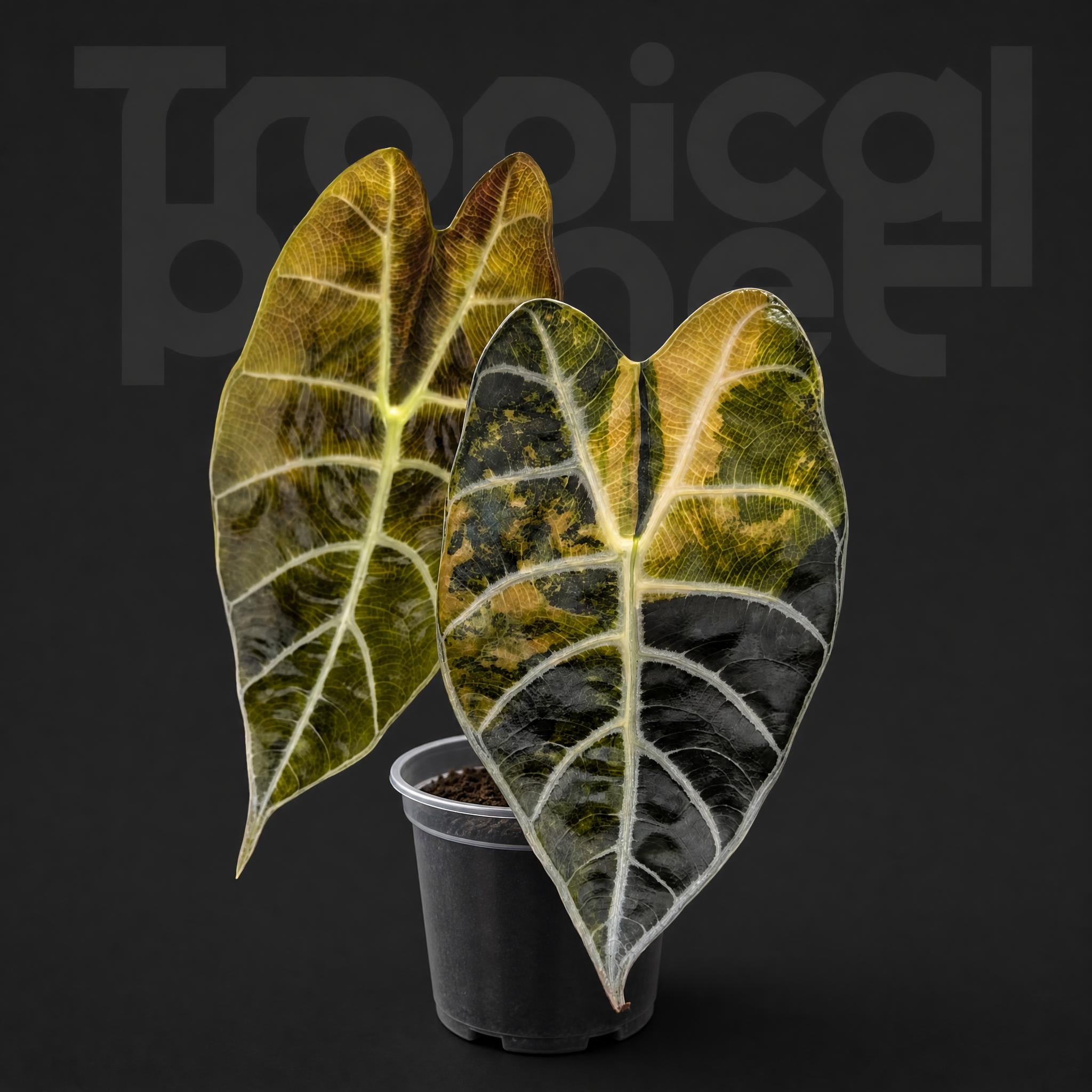Alocasia Watsoniana Glossy Aurea Variegated
