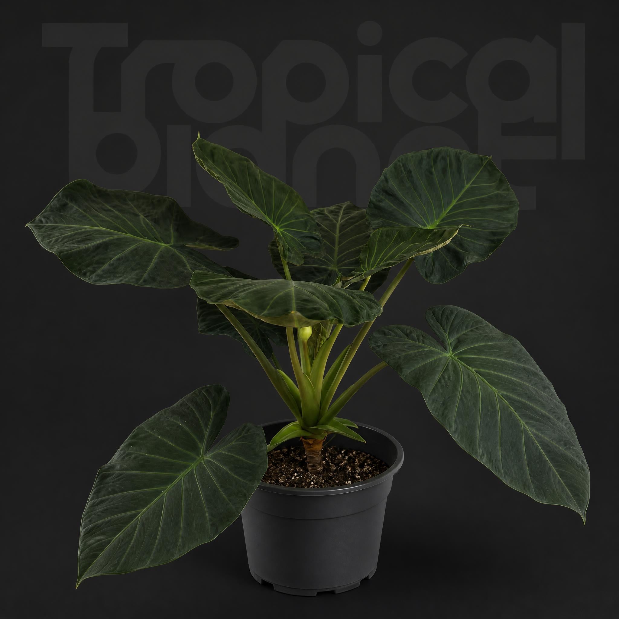 / Alocasia wentii