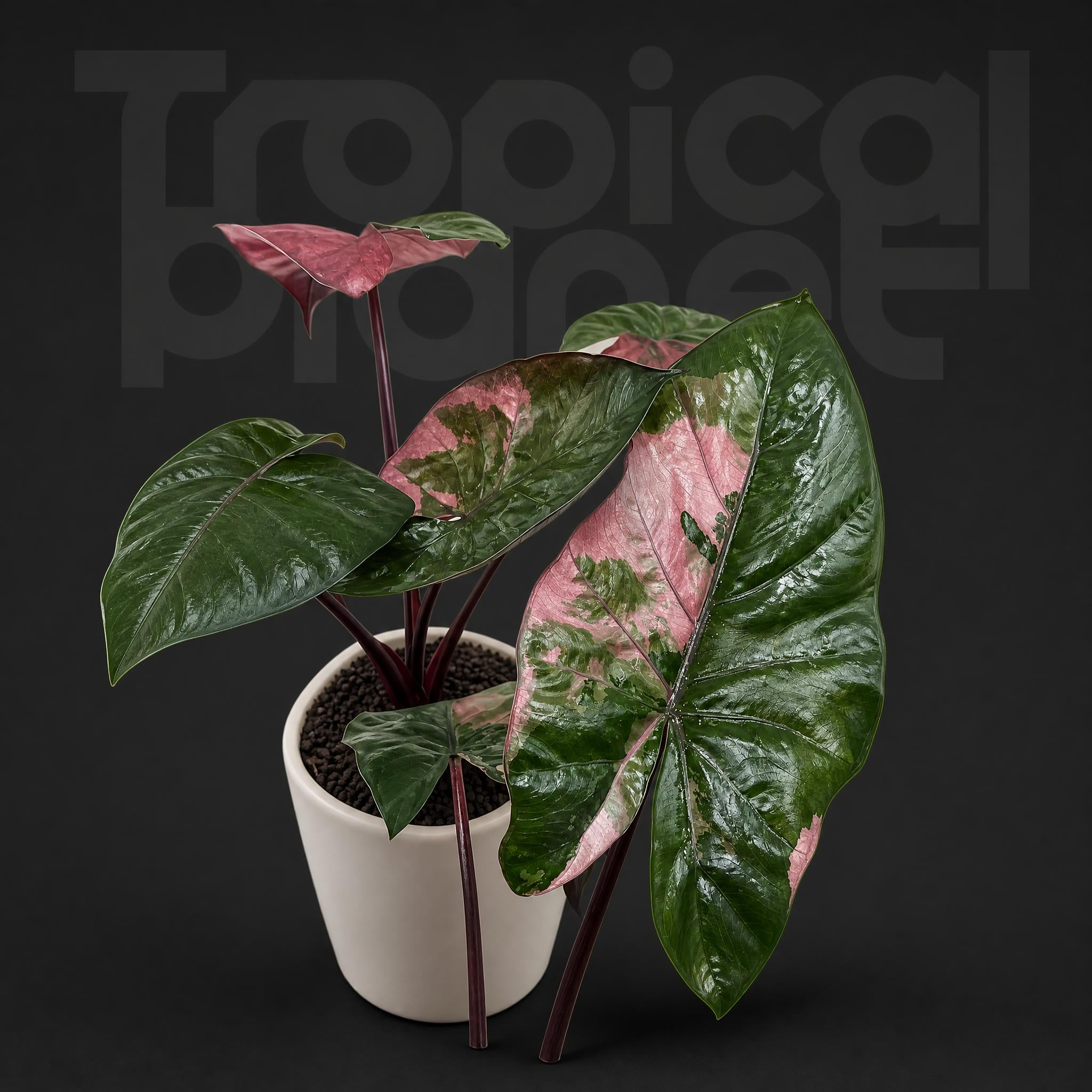 Alocasia Yucatan Princess Pink Variegated