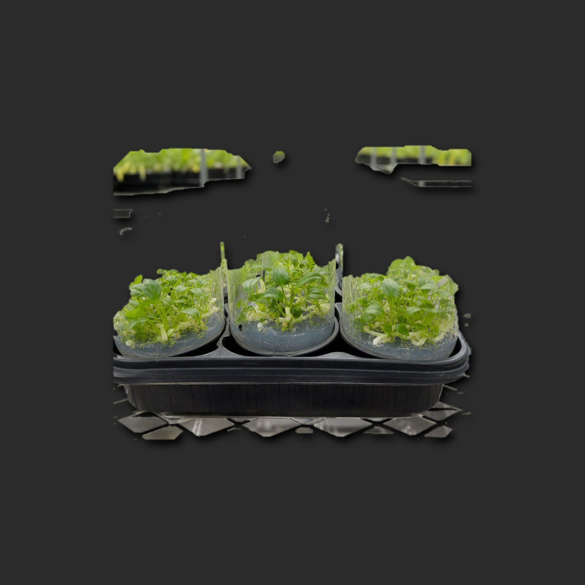 Anthurium 'King of Spades' - TC Anthurium tissue culture seedlings in cups