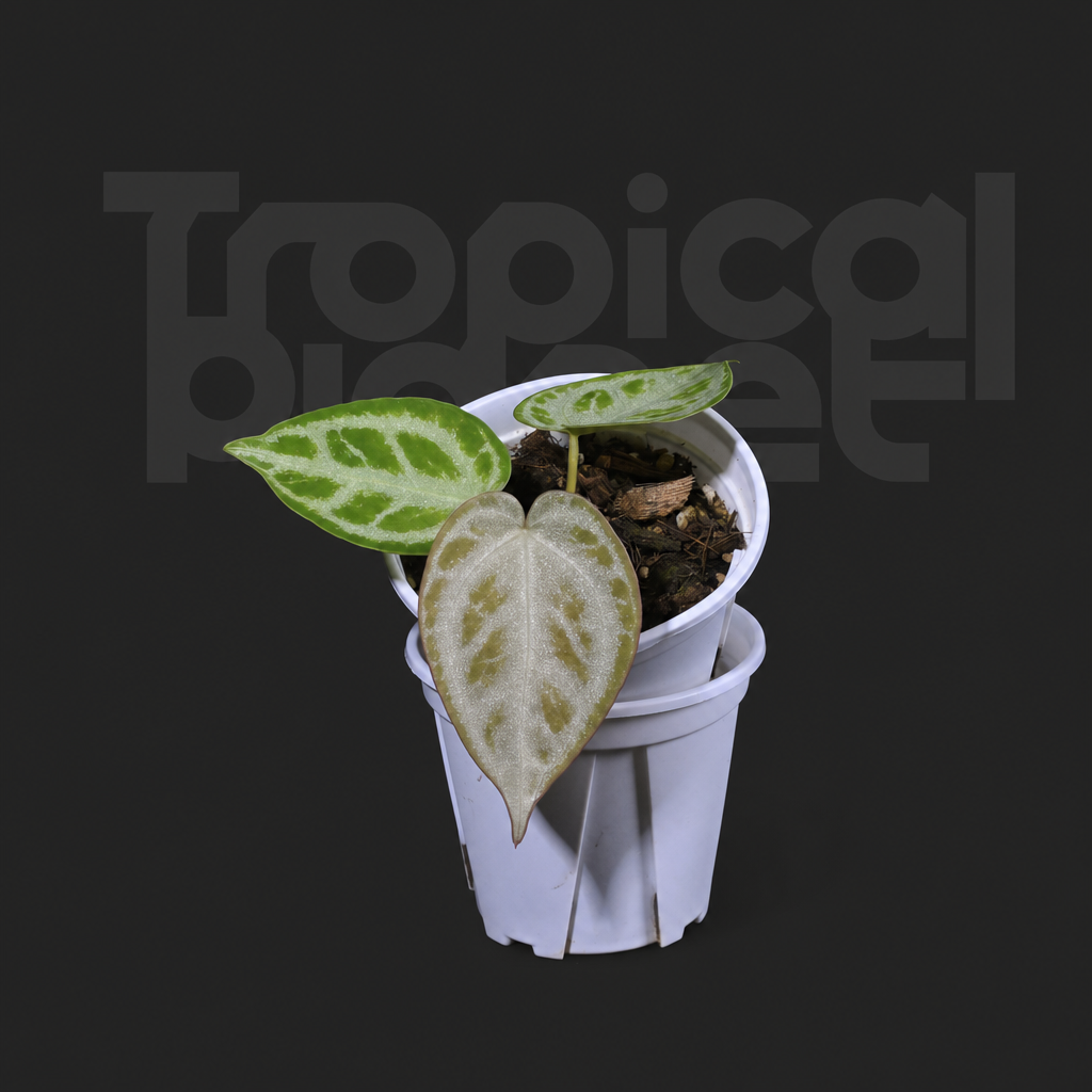 A.Crystallinum No.1 x silver blush No.3 - product image 3
