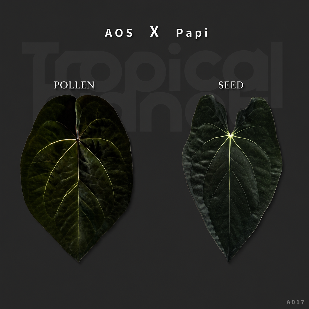 A.Ace of spades x Papi/Aos x Papi - product image 1
