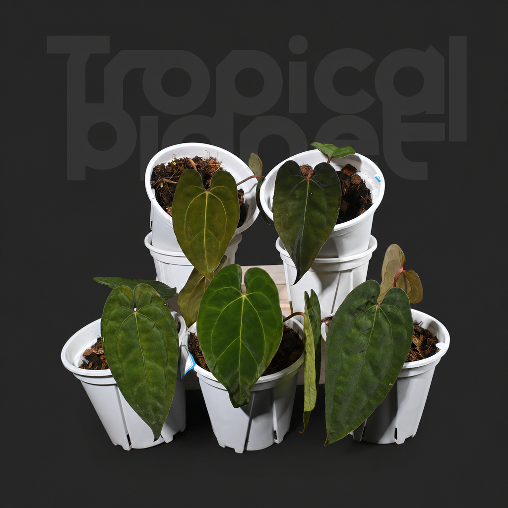 A.Ace of spades x Papi/Aos x Papi - product image 2