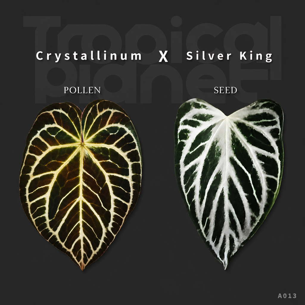 Crystallinum x Silver king - product image 1