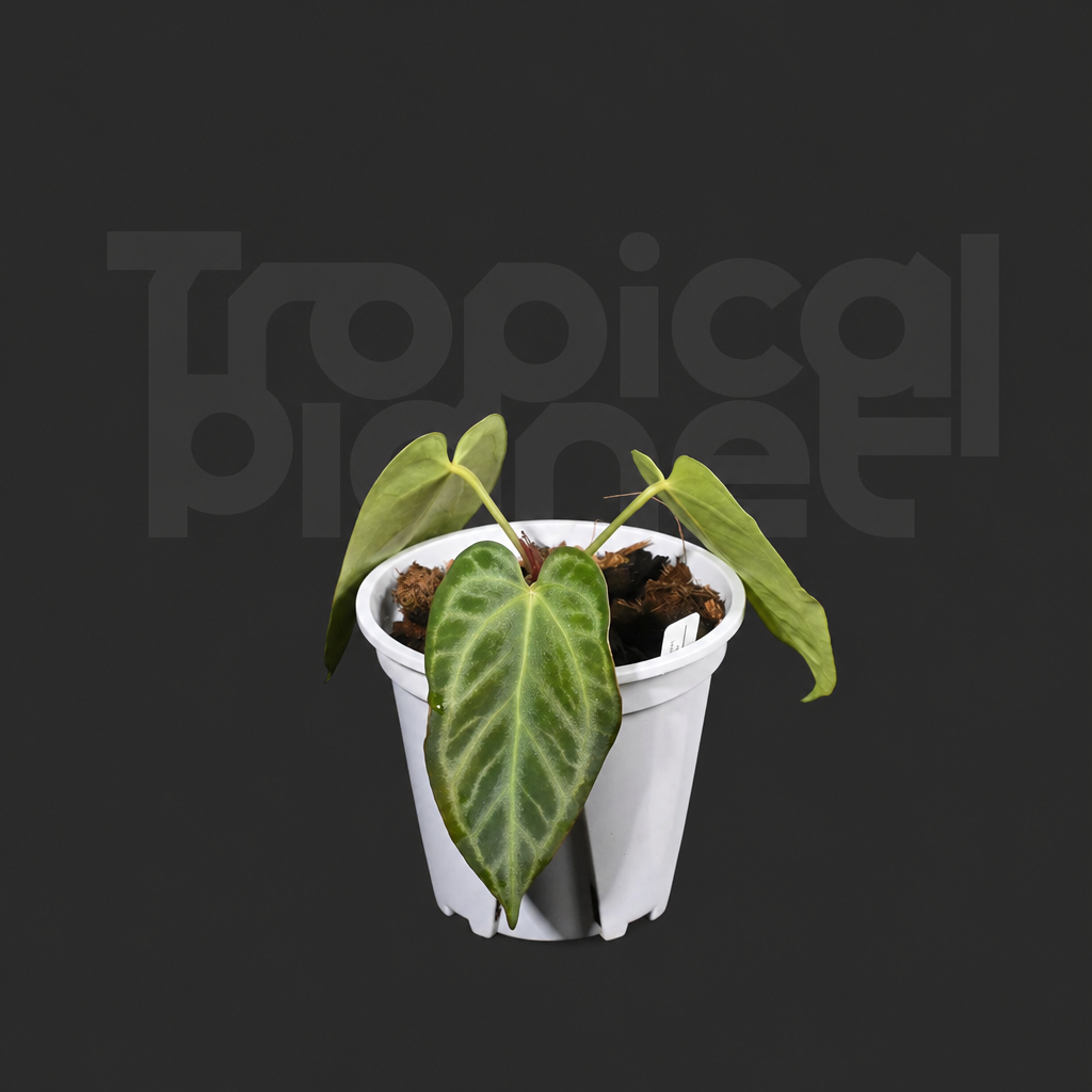 Crystallinum x Silver king - product image 4