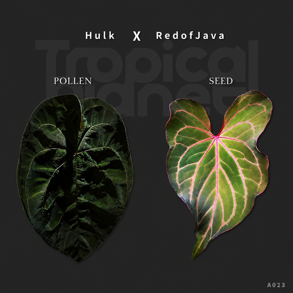 A.Papi 'Hulk' x Red of java - product image 1