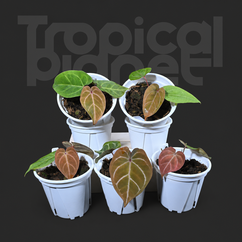 A.Papi 'Hulk' x Red of java - product image 2