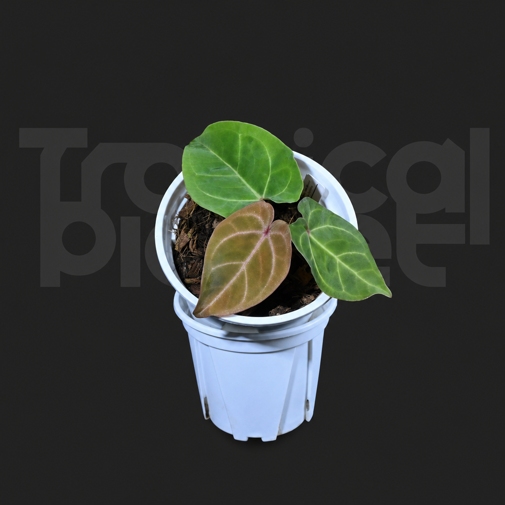 A.Papi 'Hulk' x Red of java - product image 5
