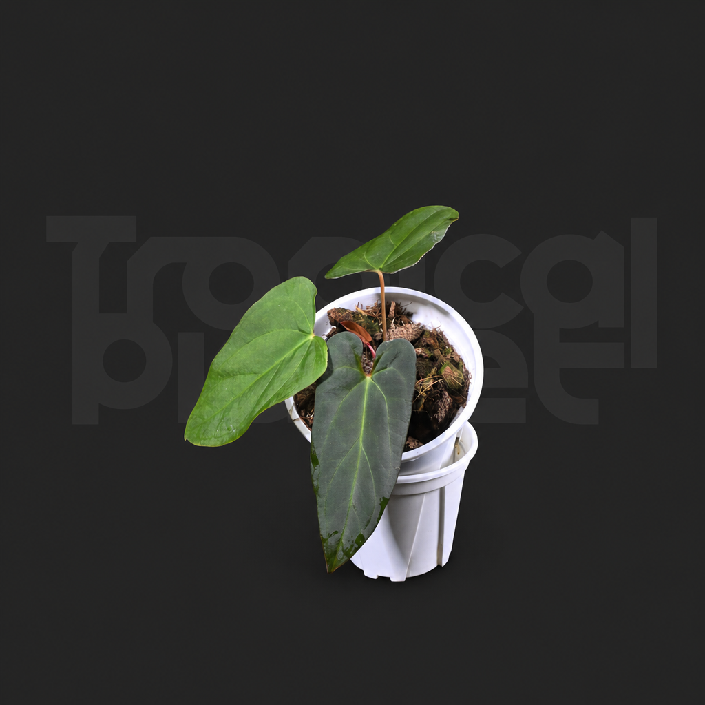 A.Papi 'Getafix mution' x Papi 'legend' - product image 3