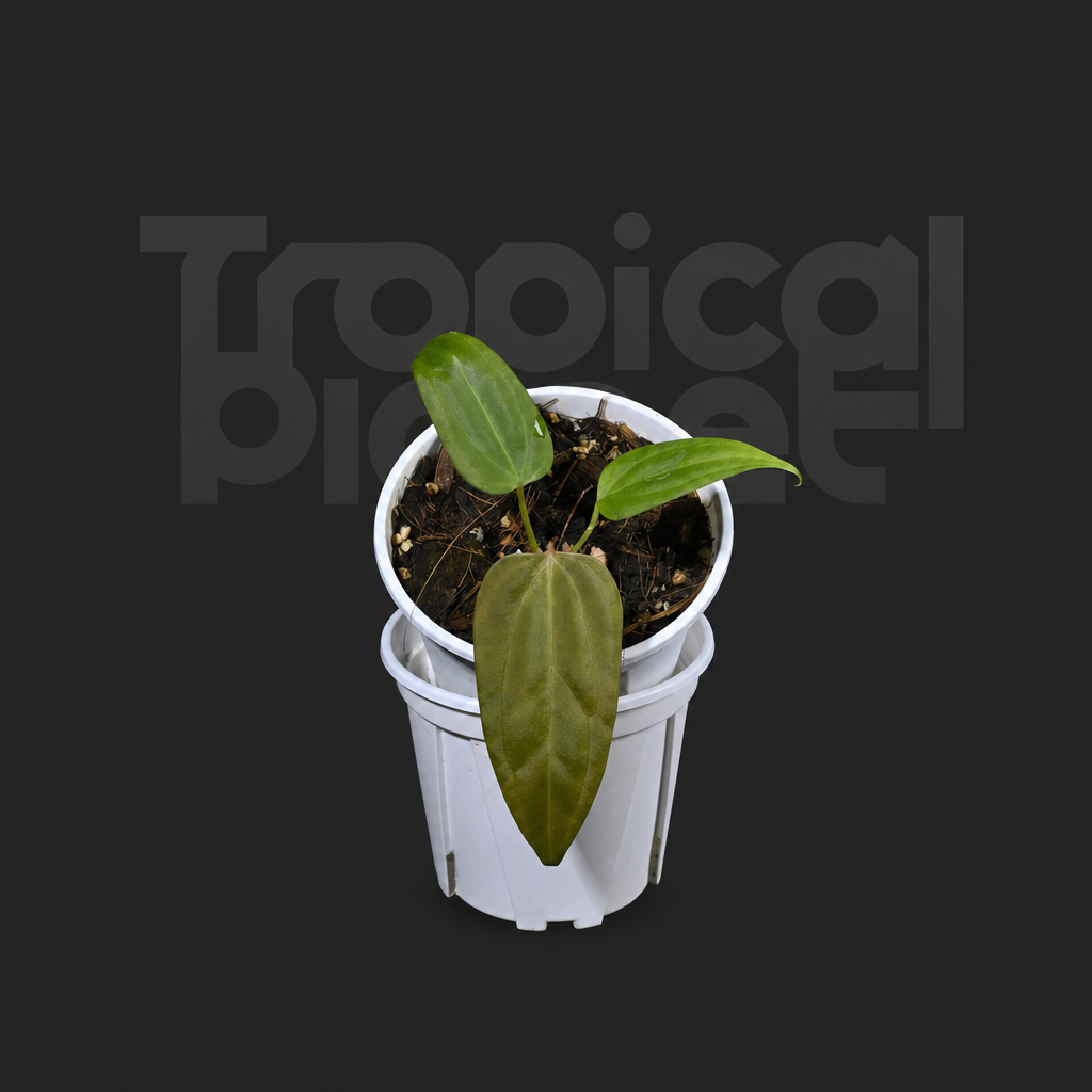A.Pinkleyi sp. Papi xone x mag var - product image 3