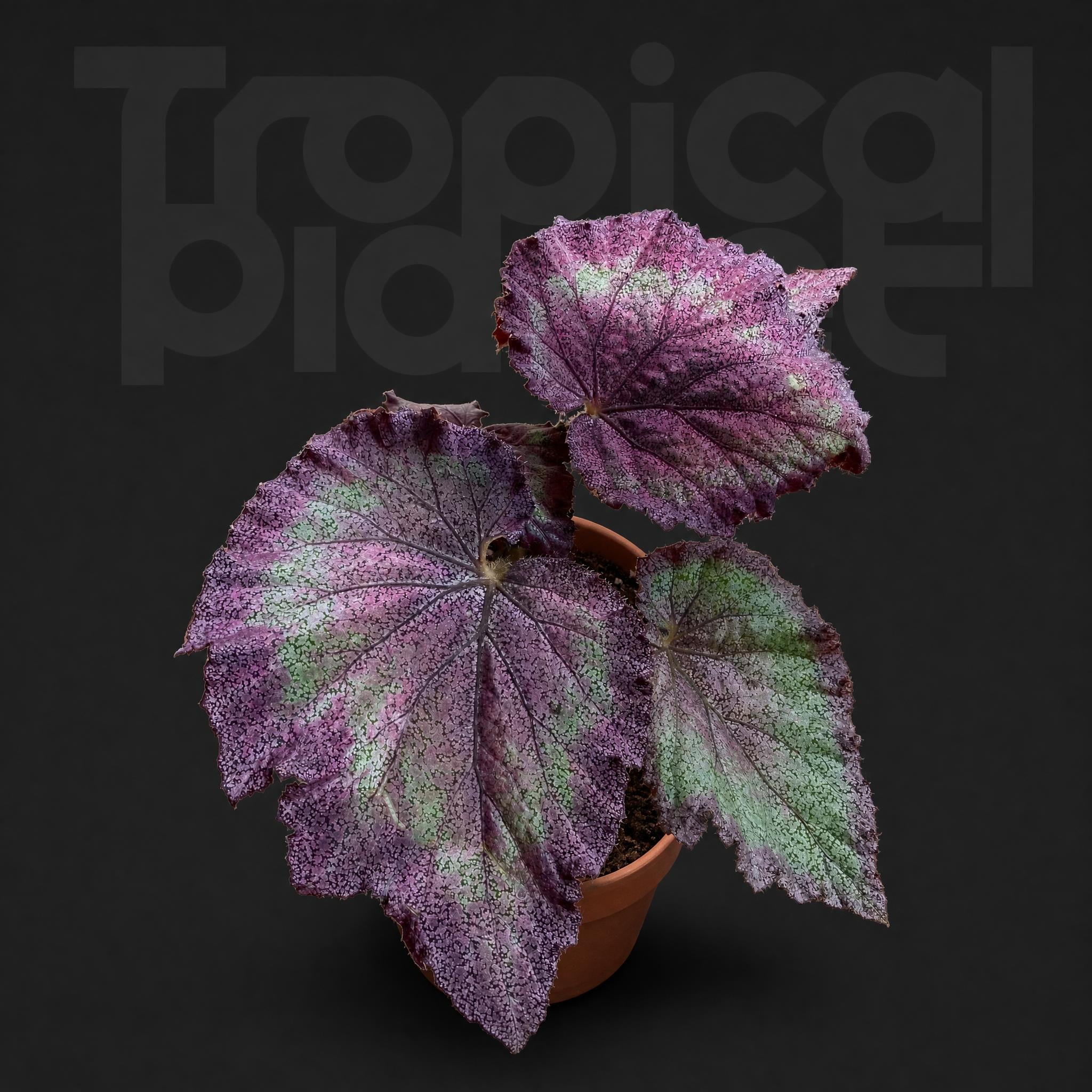 Begonia' beauty