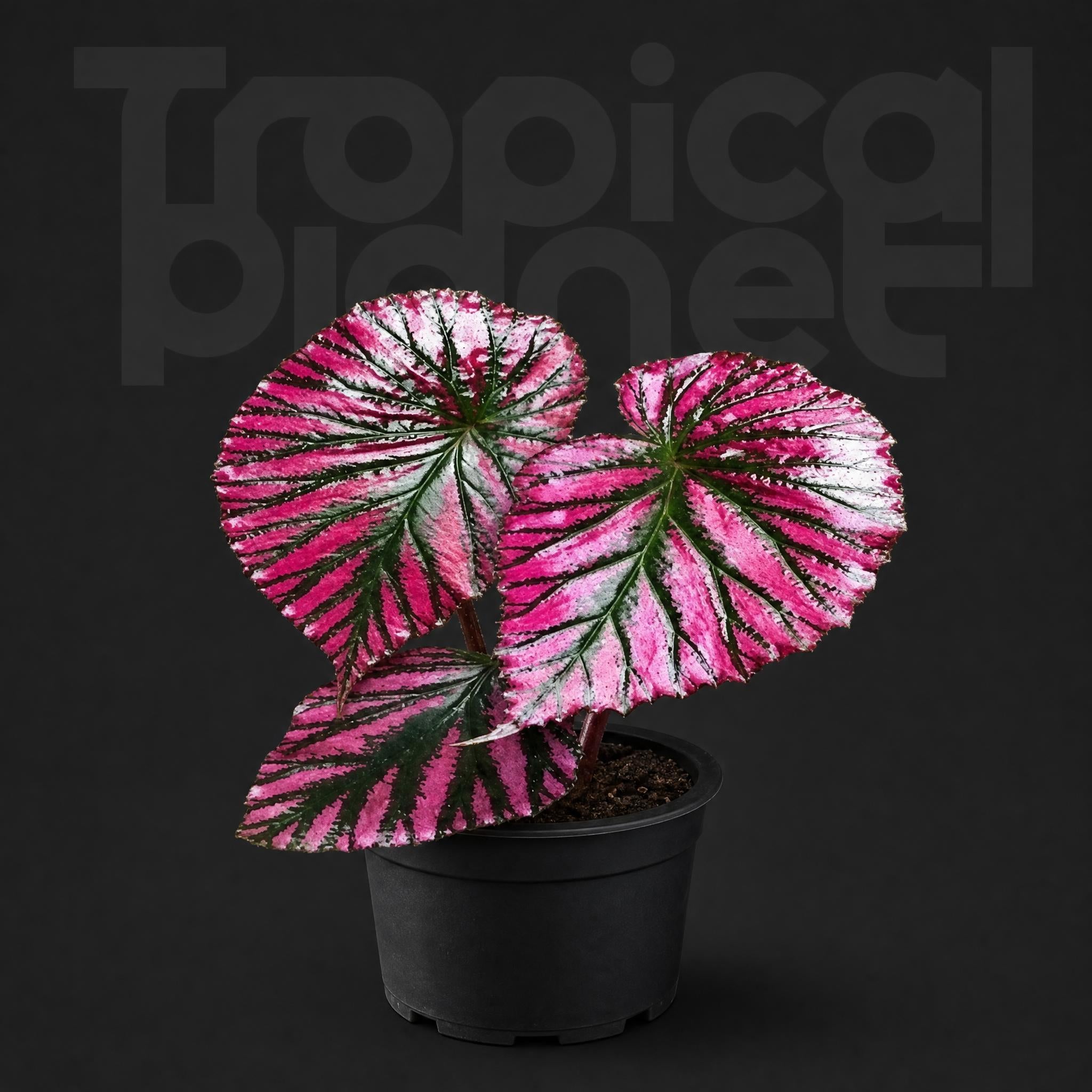 Begonia brevirimosa subsp