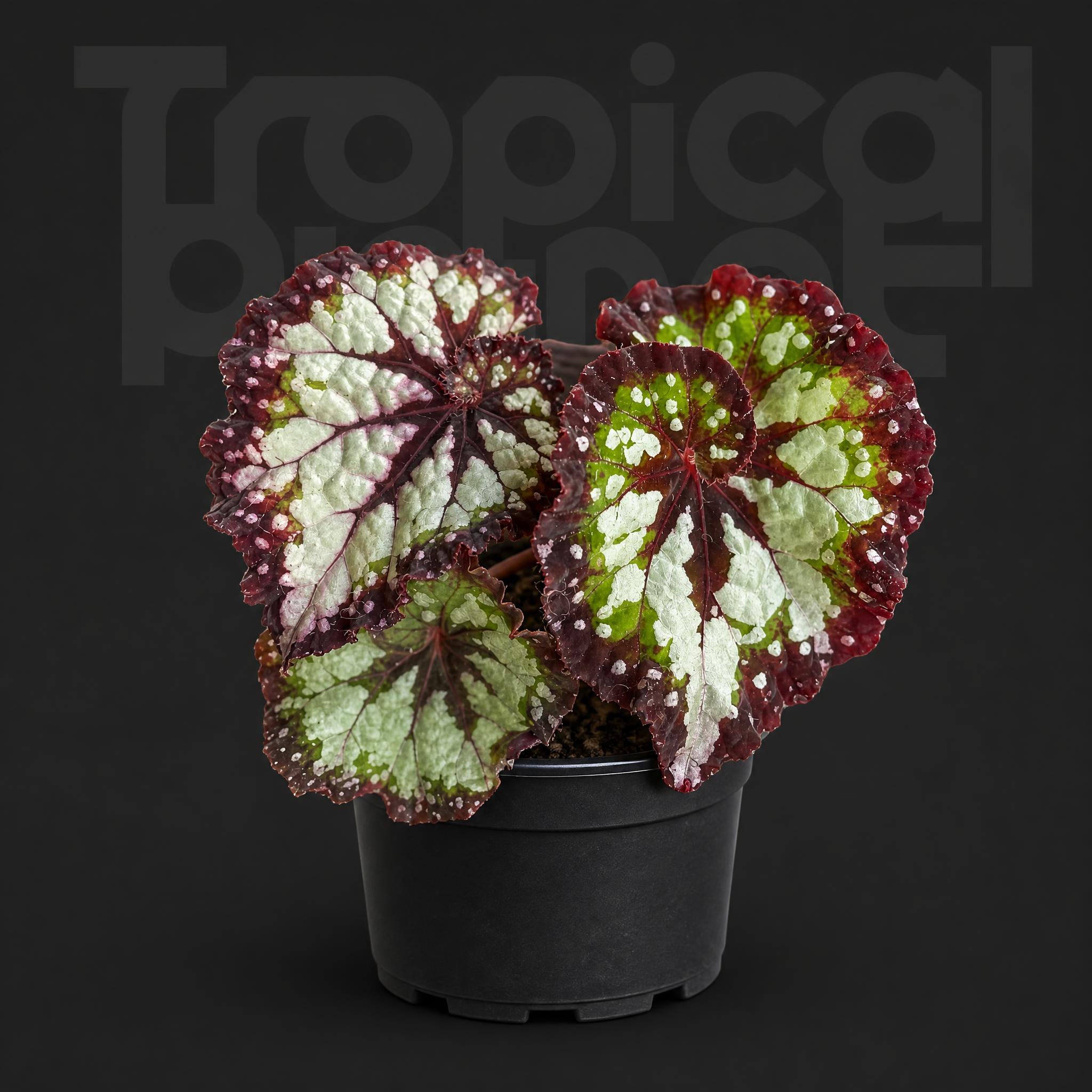 Begonia carnival