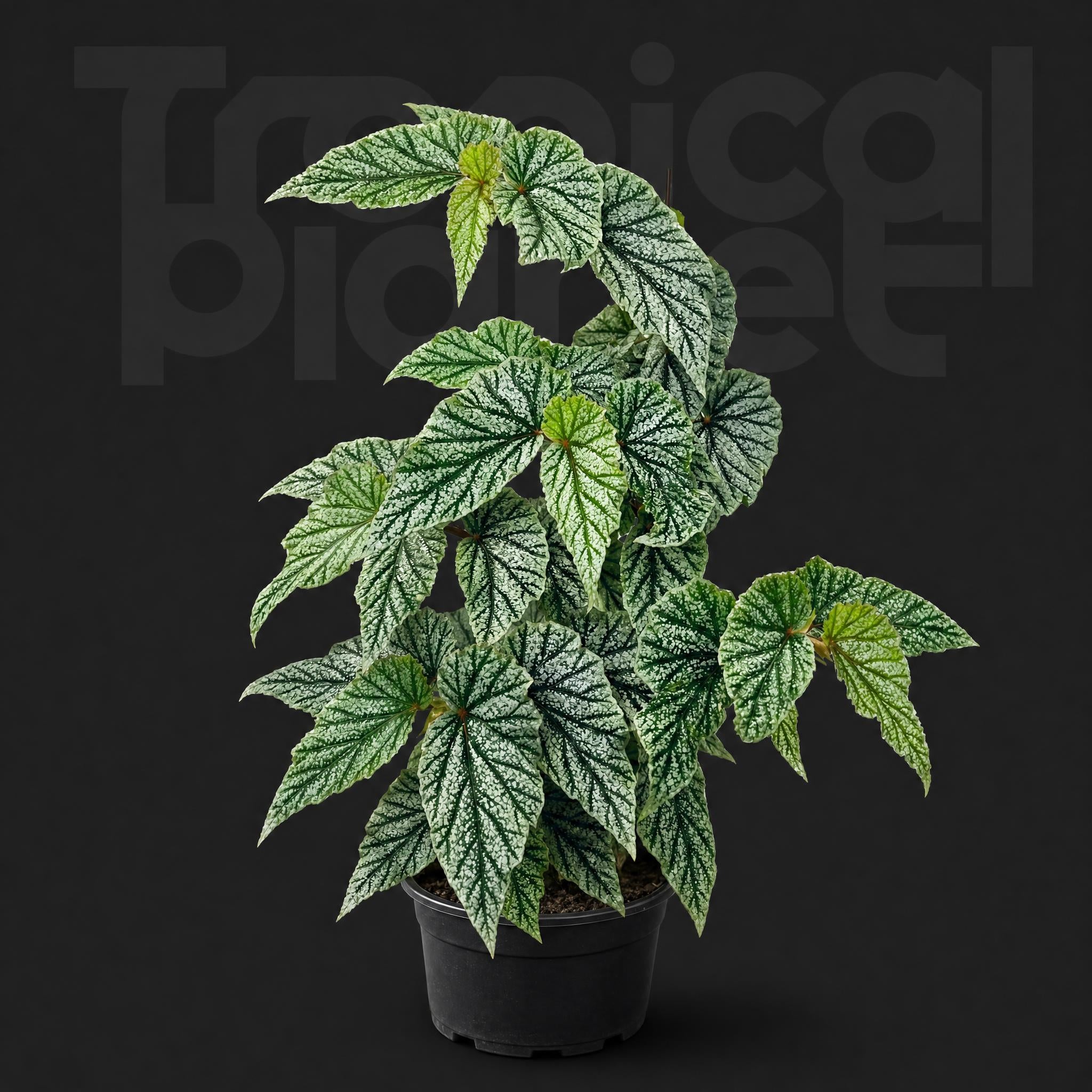 Begonia Don Miller
