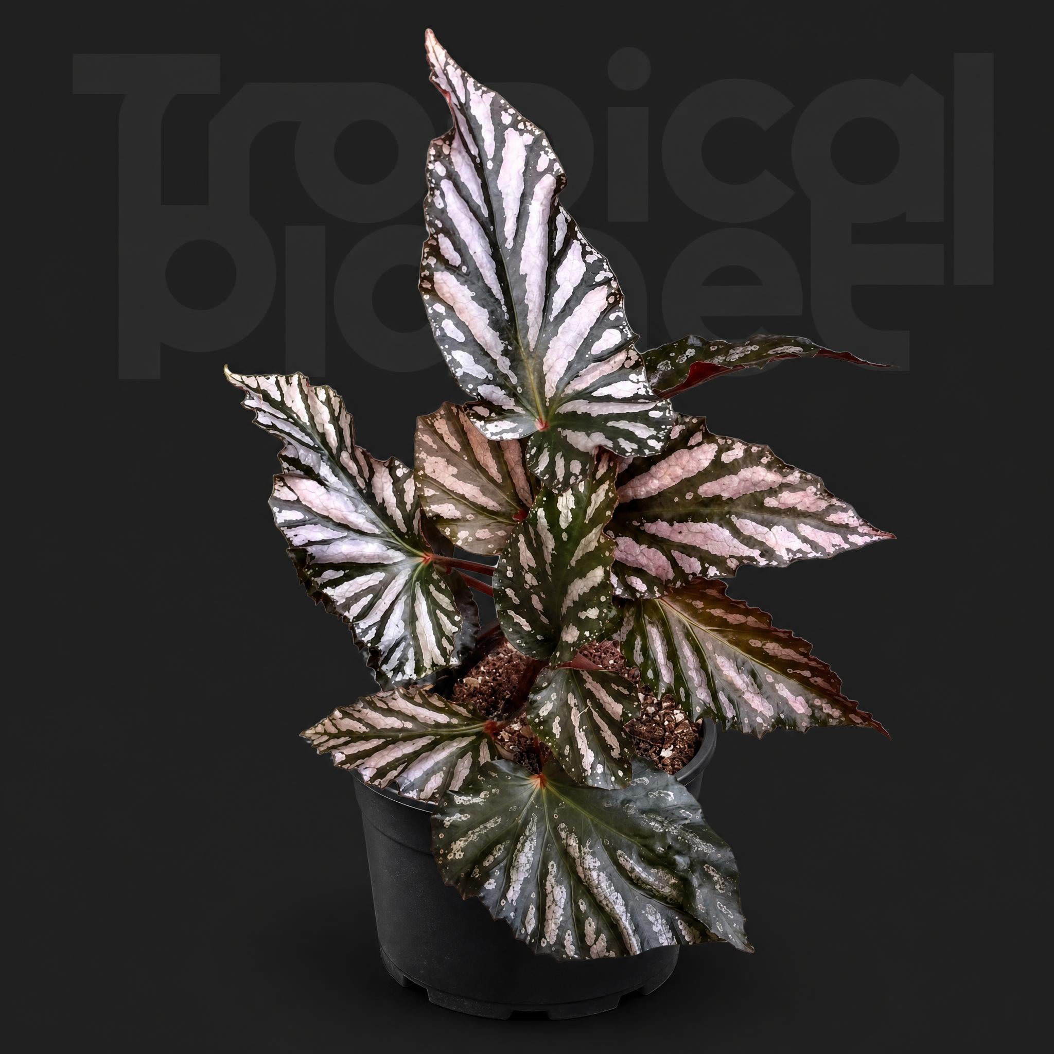 Begonia downhome
