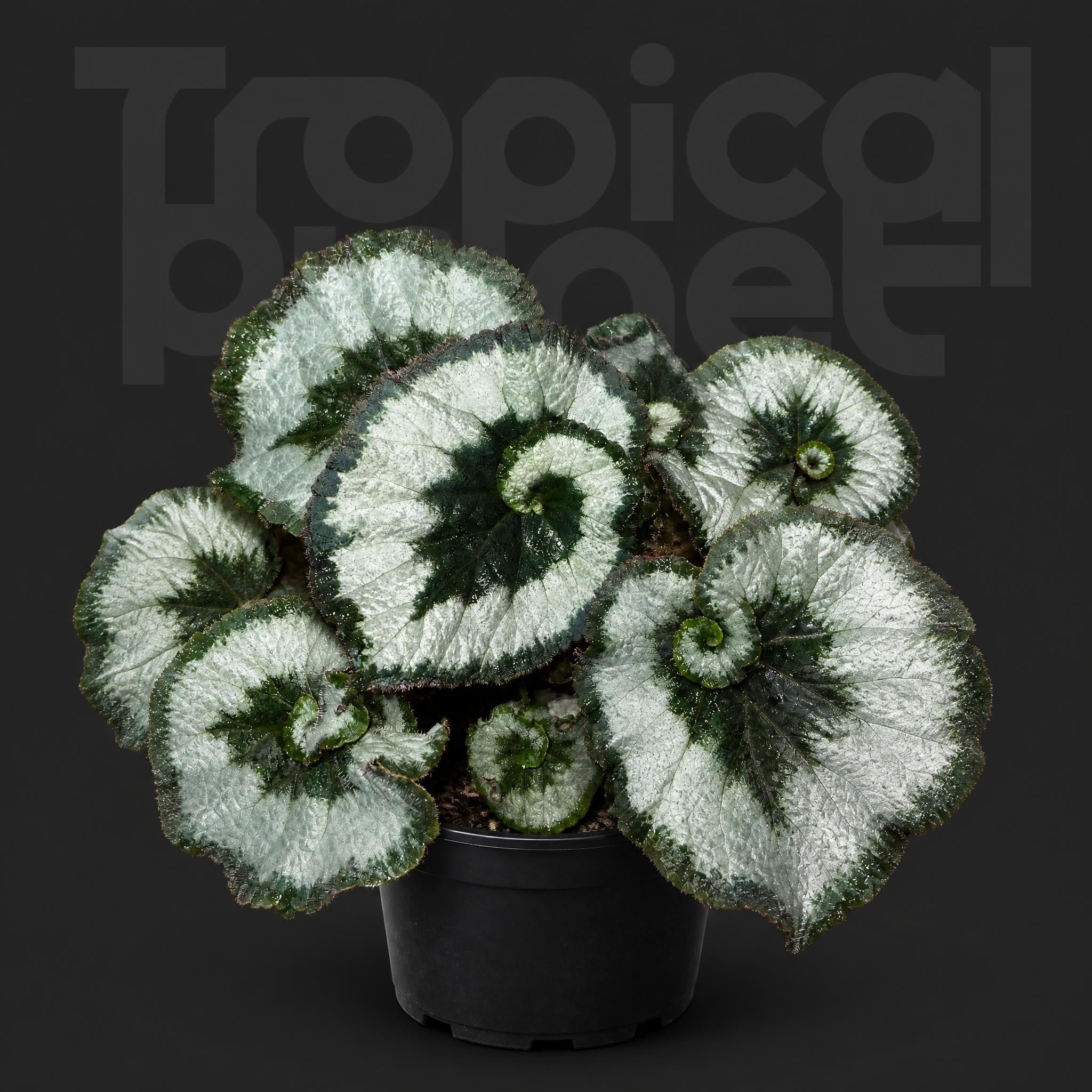 Begonia Escargot