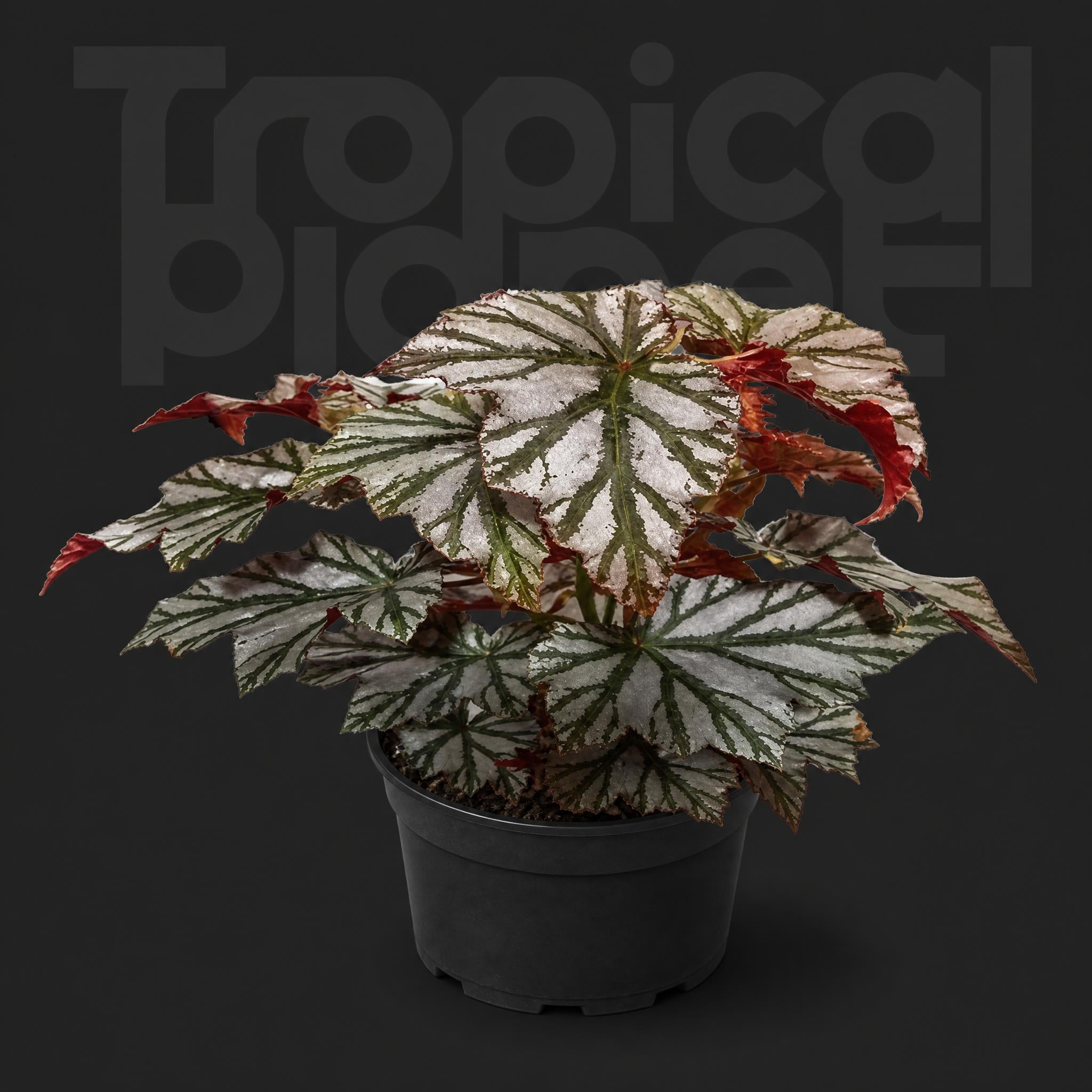Begonia Highway