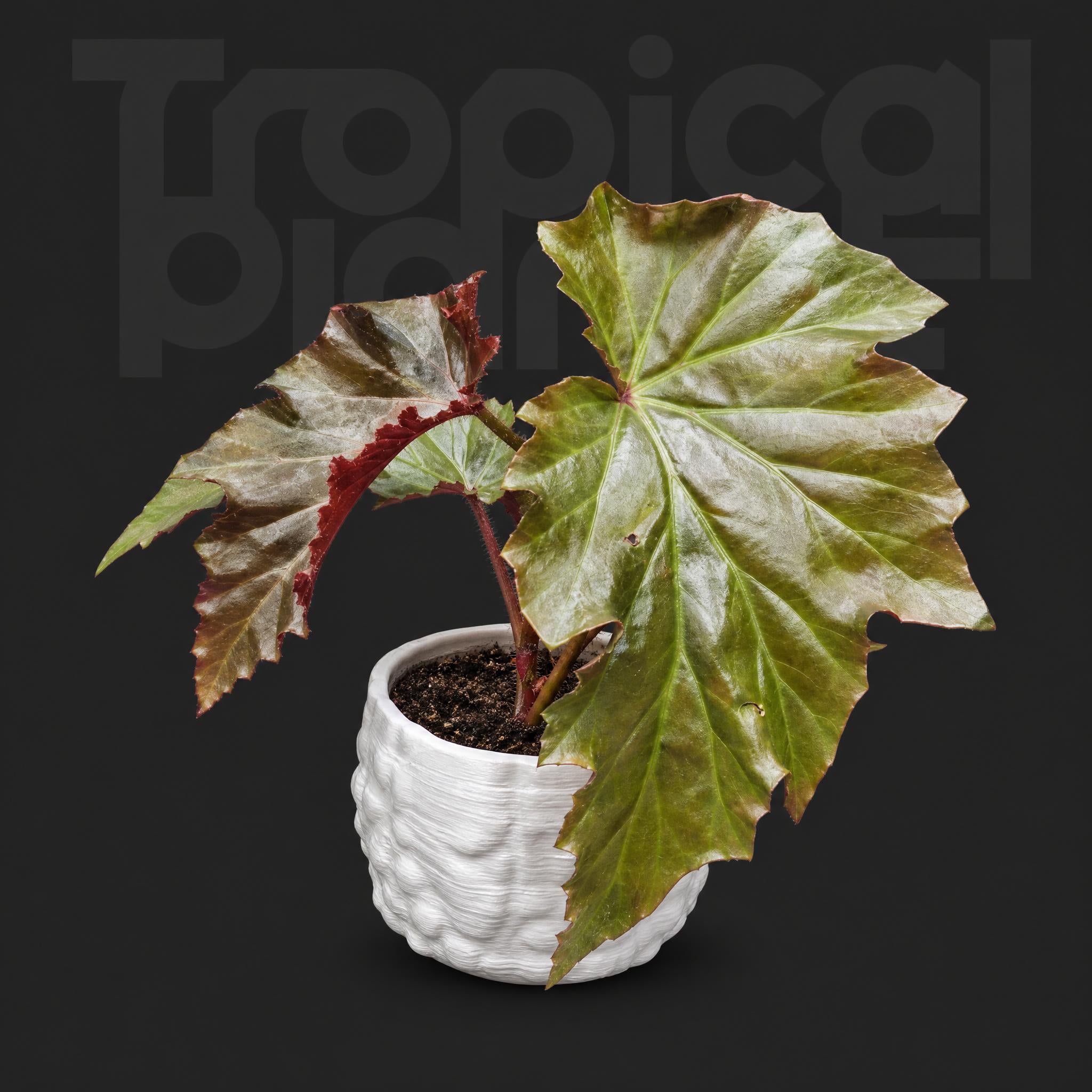 Begonia 'Irene Nuss'