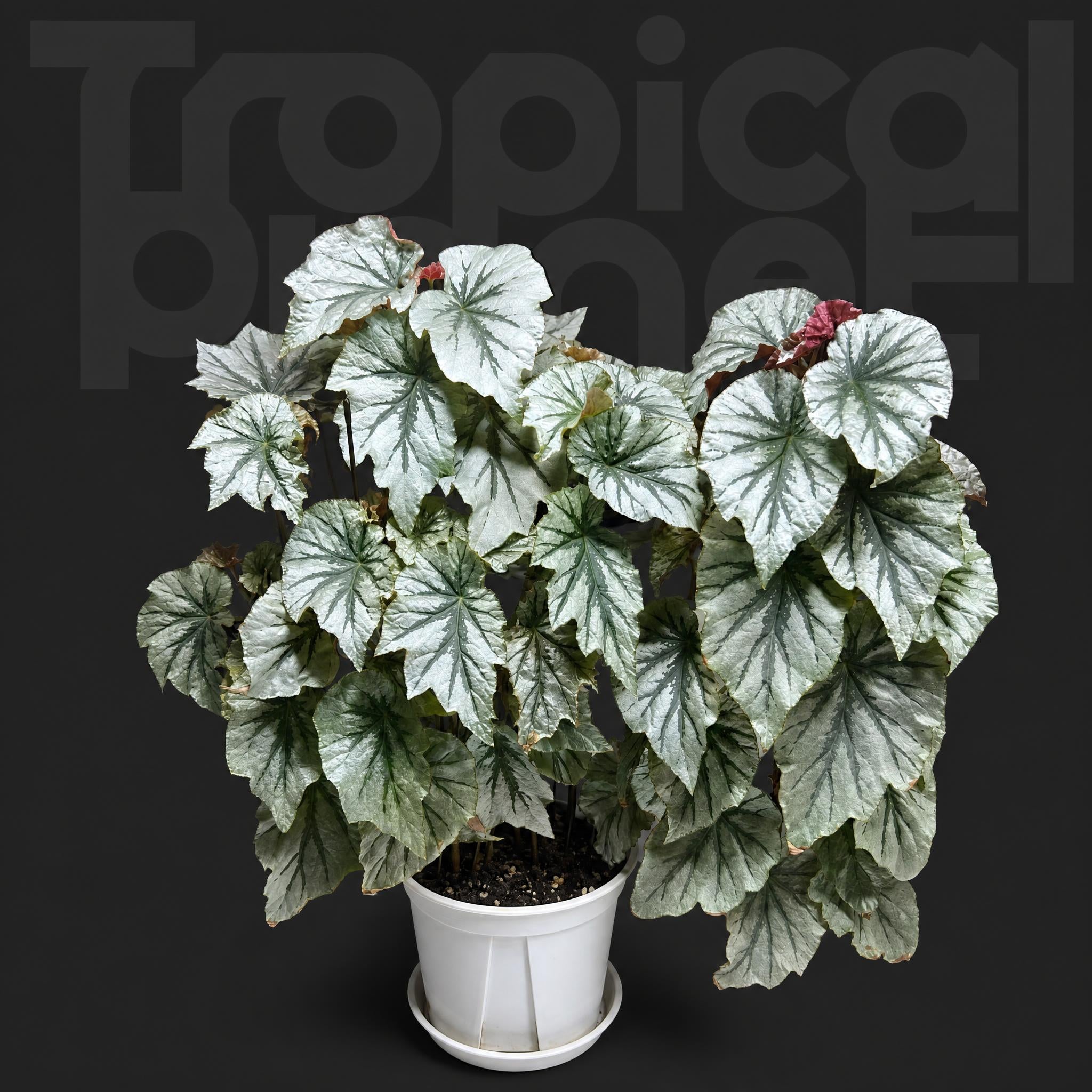 Begonia l00king giass