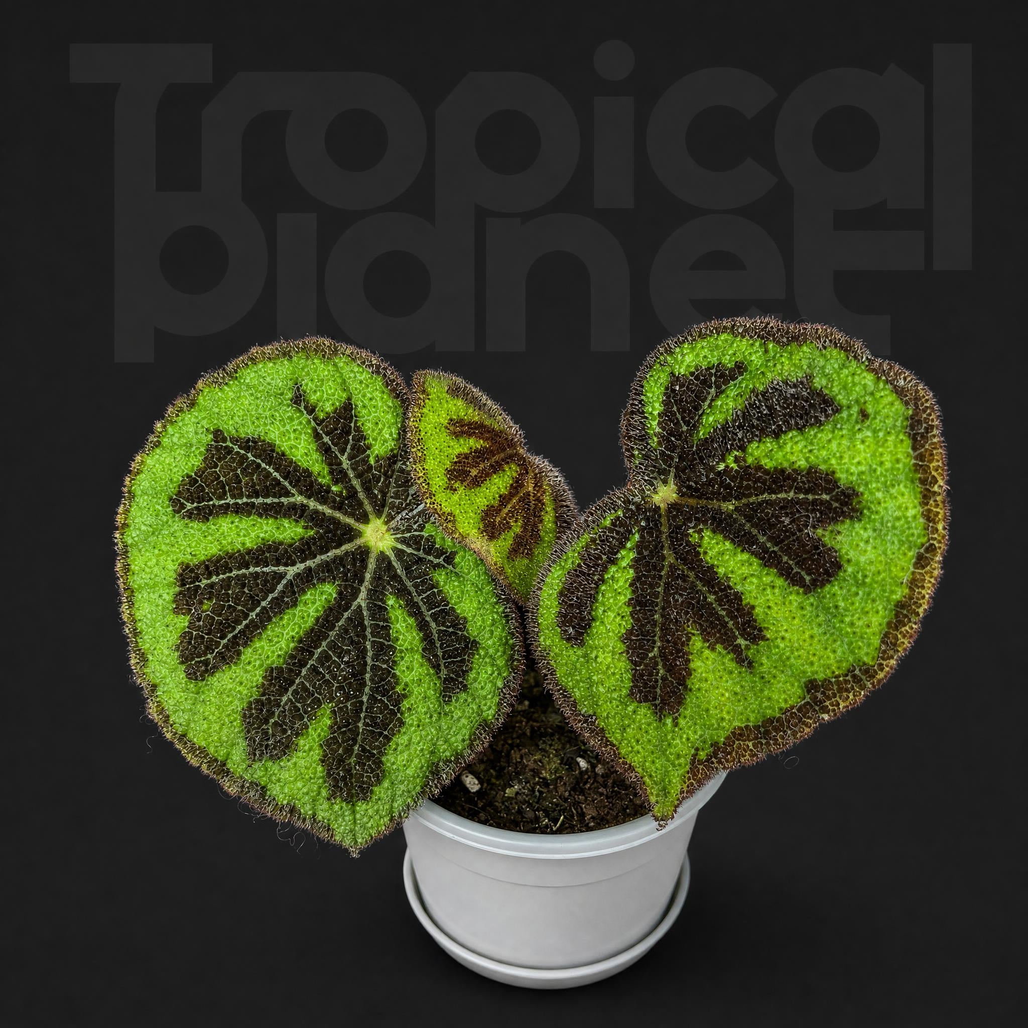 Begonia Masoniana