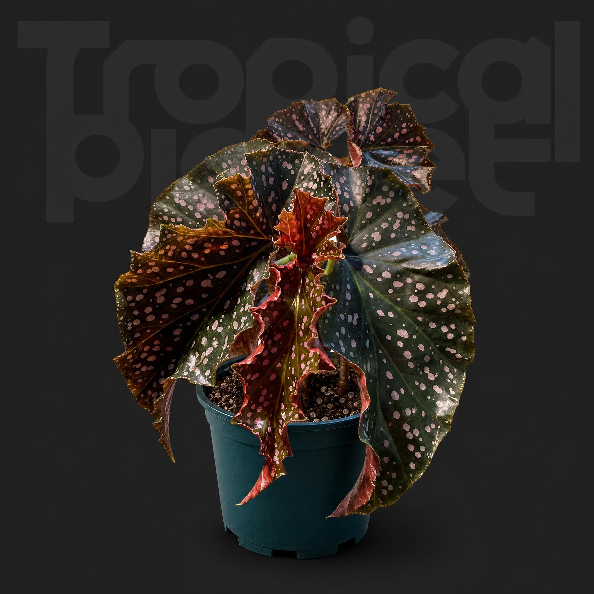 Begonia palmata D. Don.