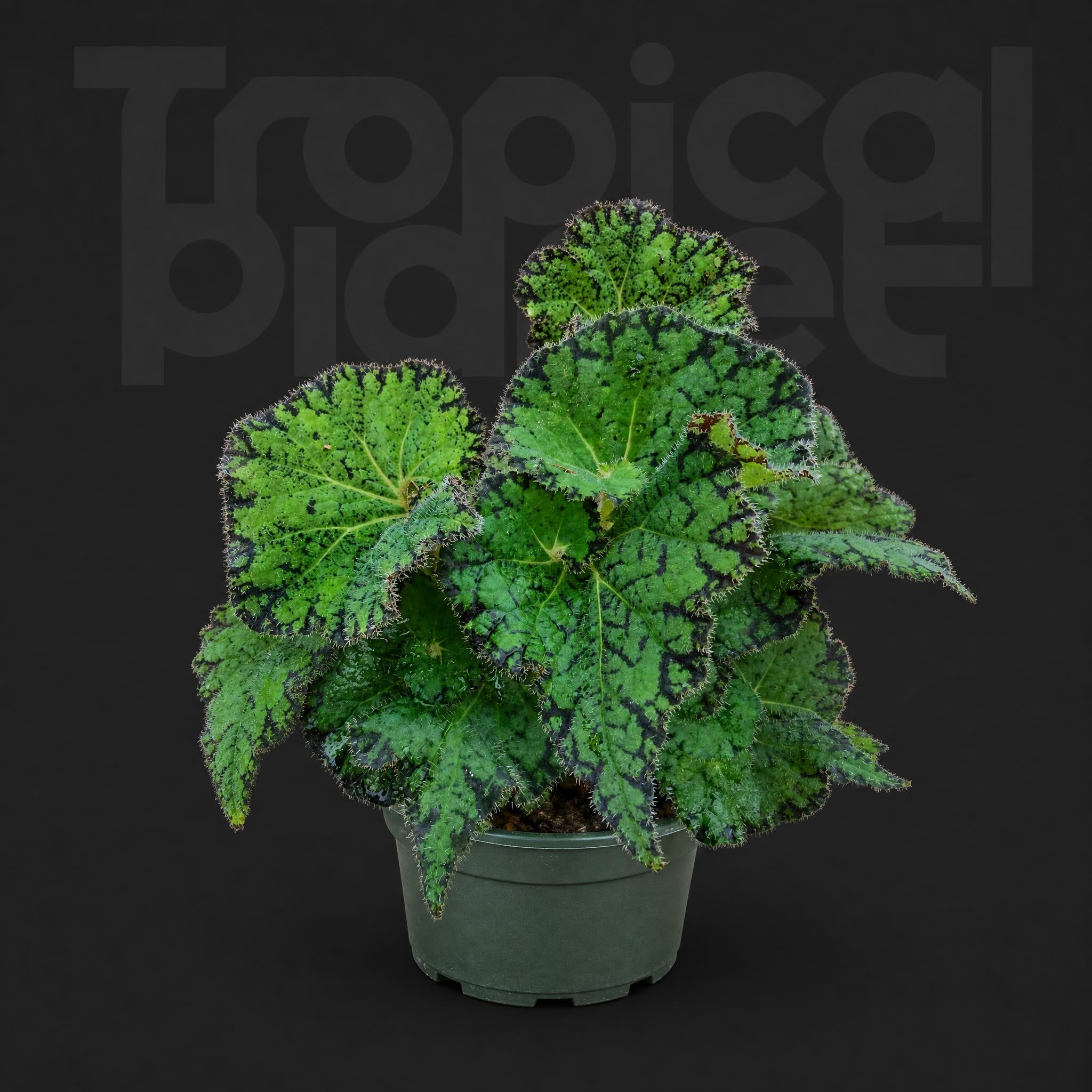 Begonia Pika