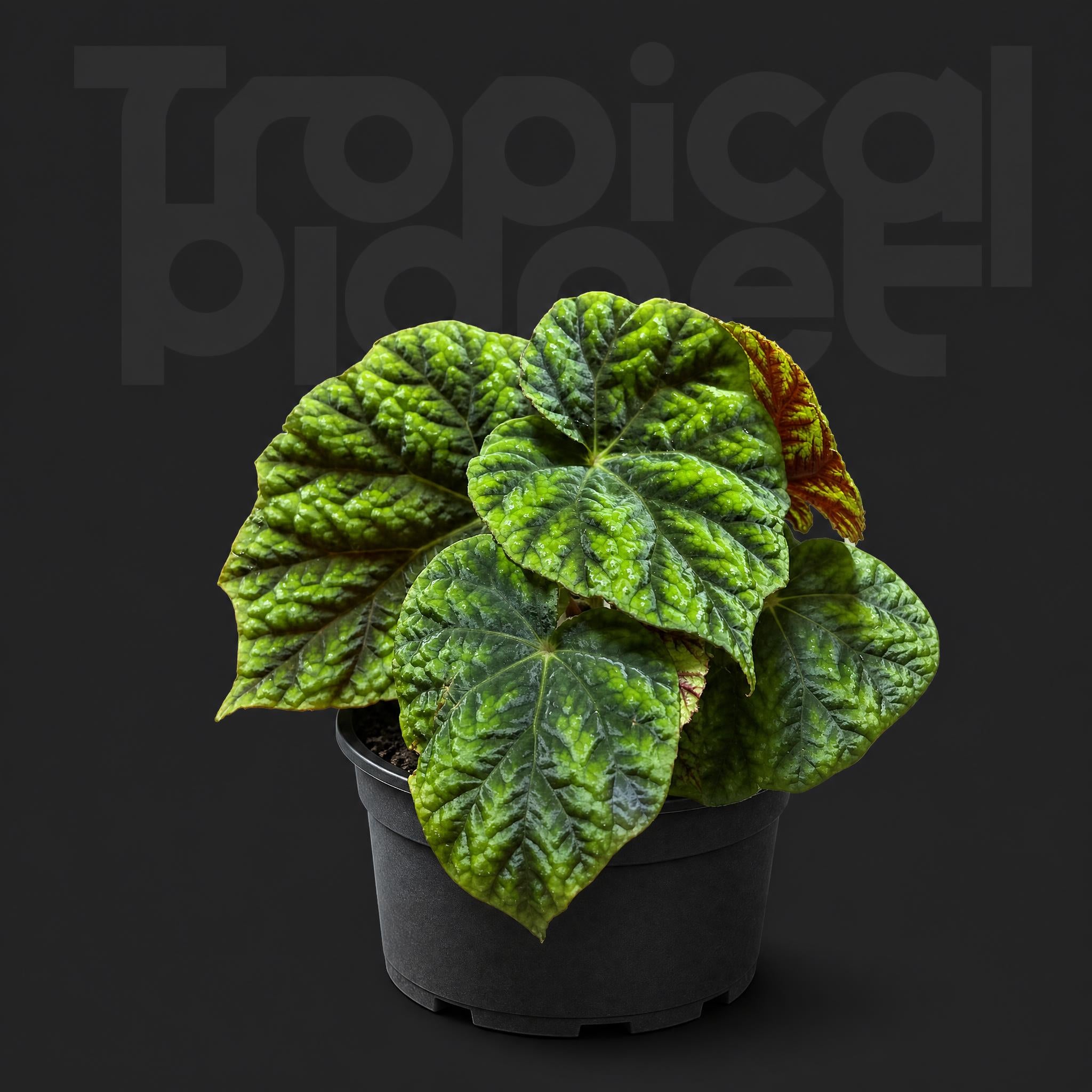 Begonia pseudoedulis