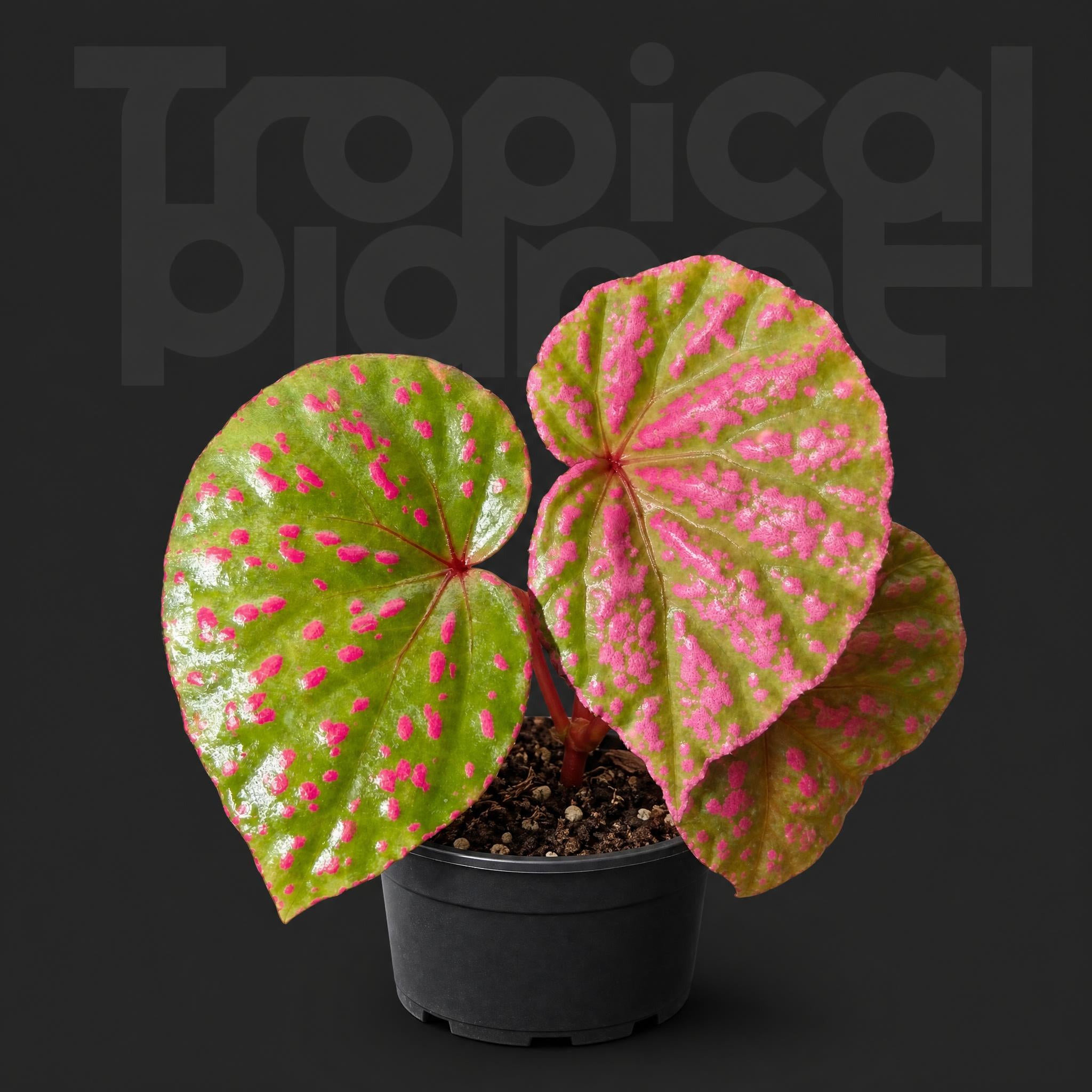 Begonia roseopunctata