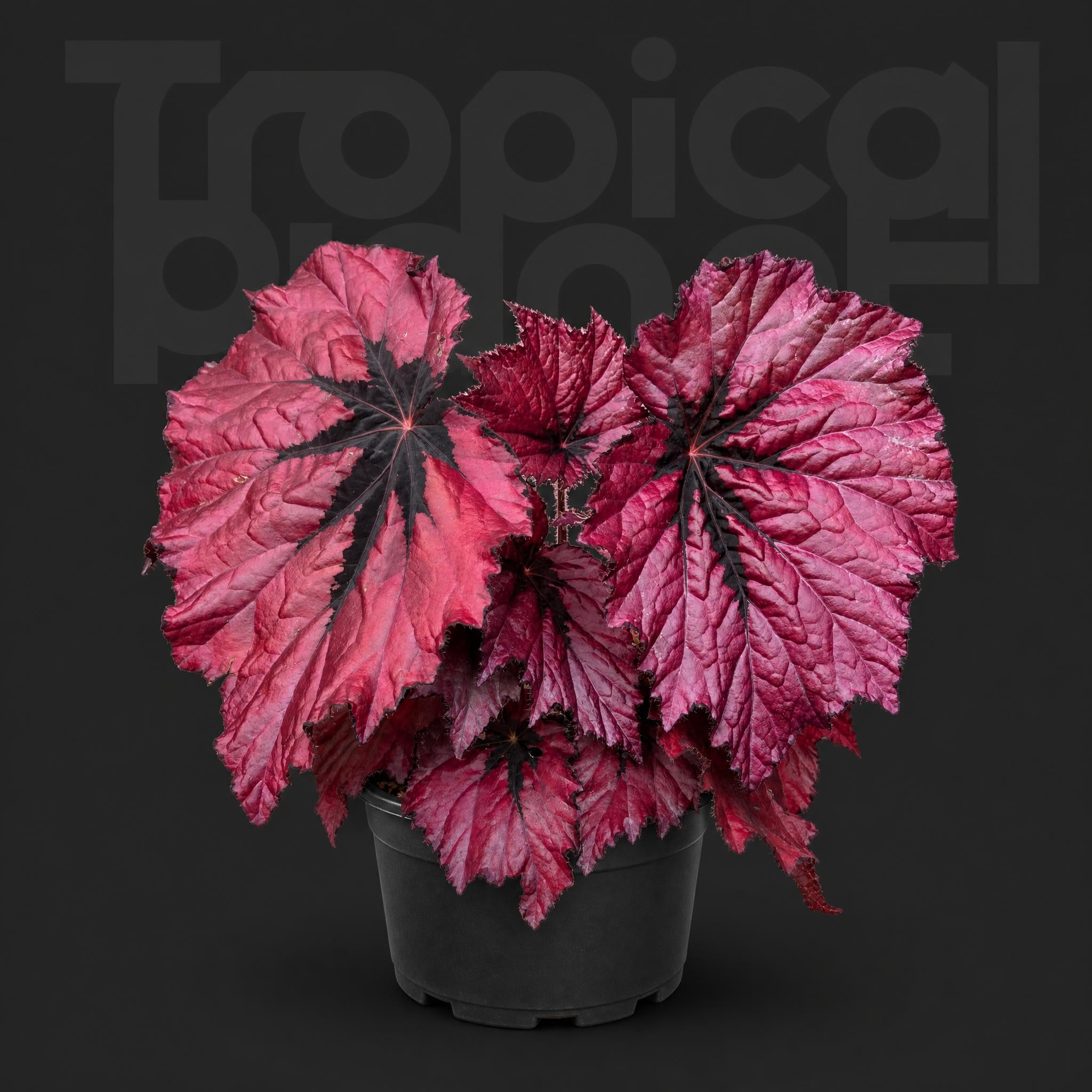 Begonia Rubby Slippers