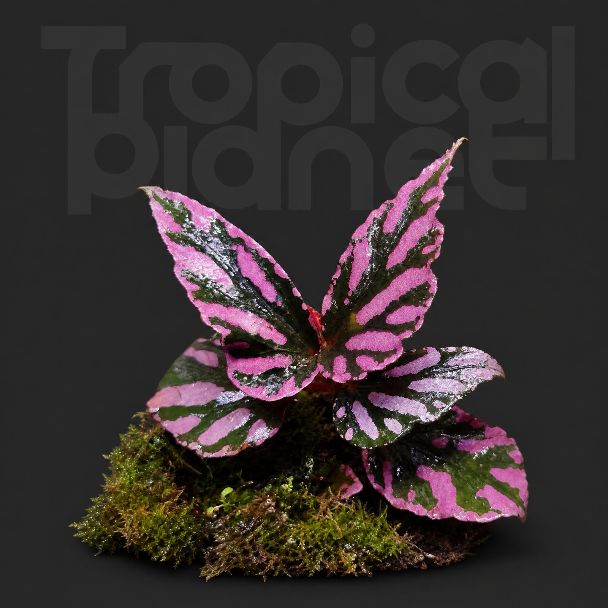 Begonia sp. Julau