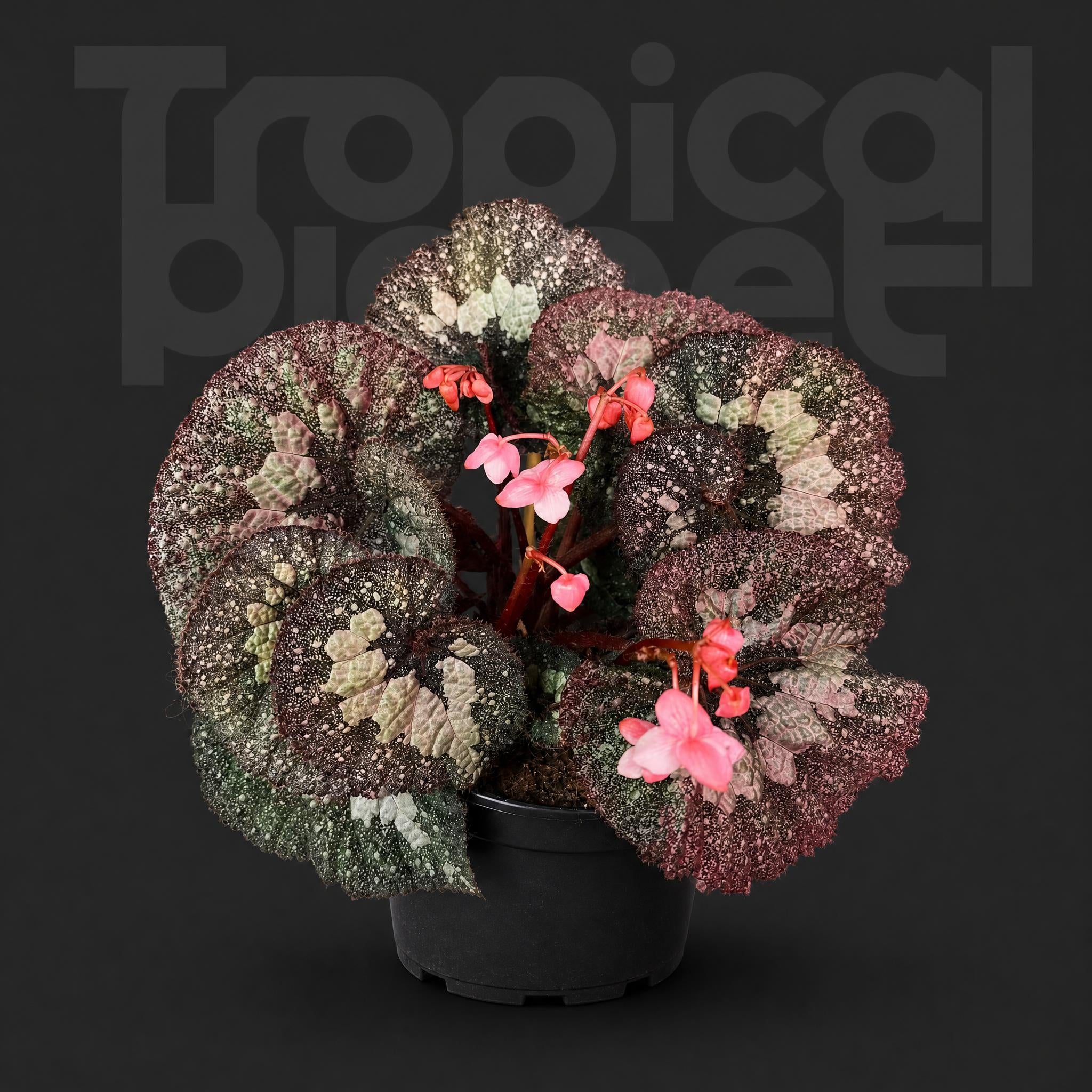Begonia superuniverse