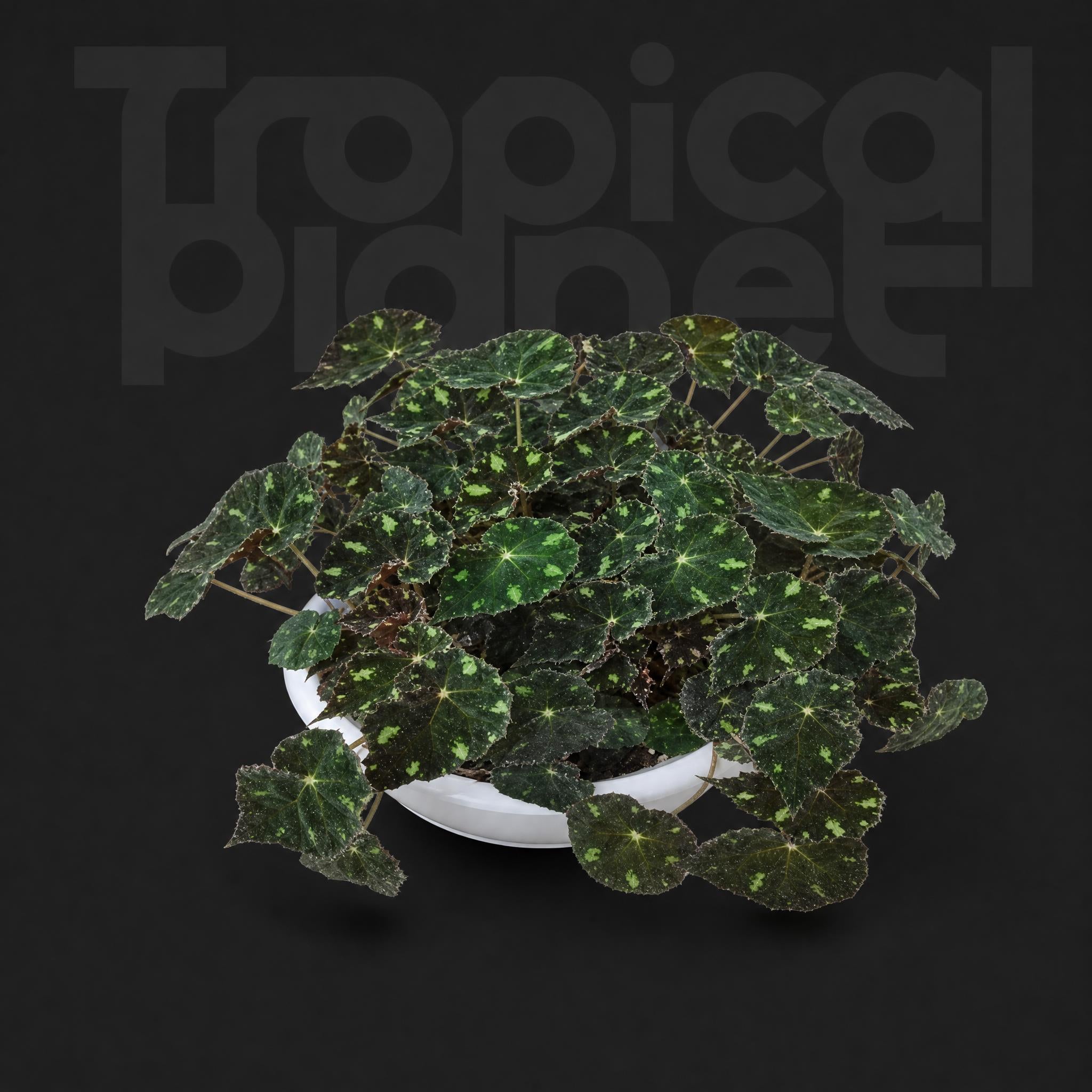 Begonia 'Tiger