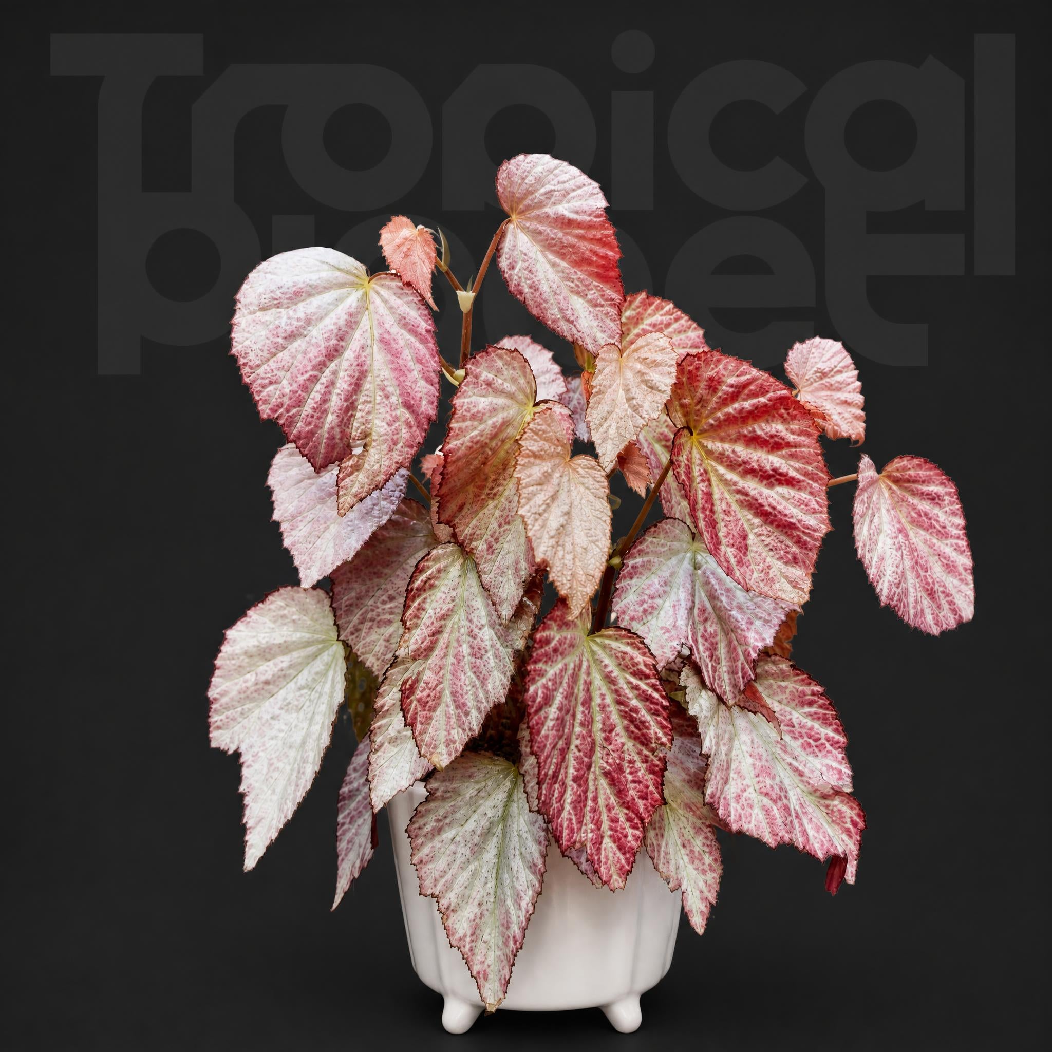 Begonia two face