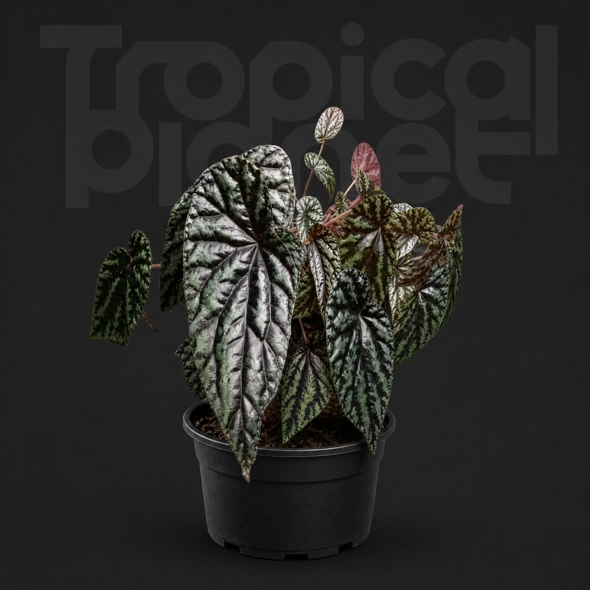 Begonia versicolor Irmsch