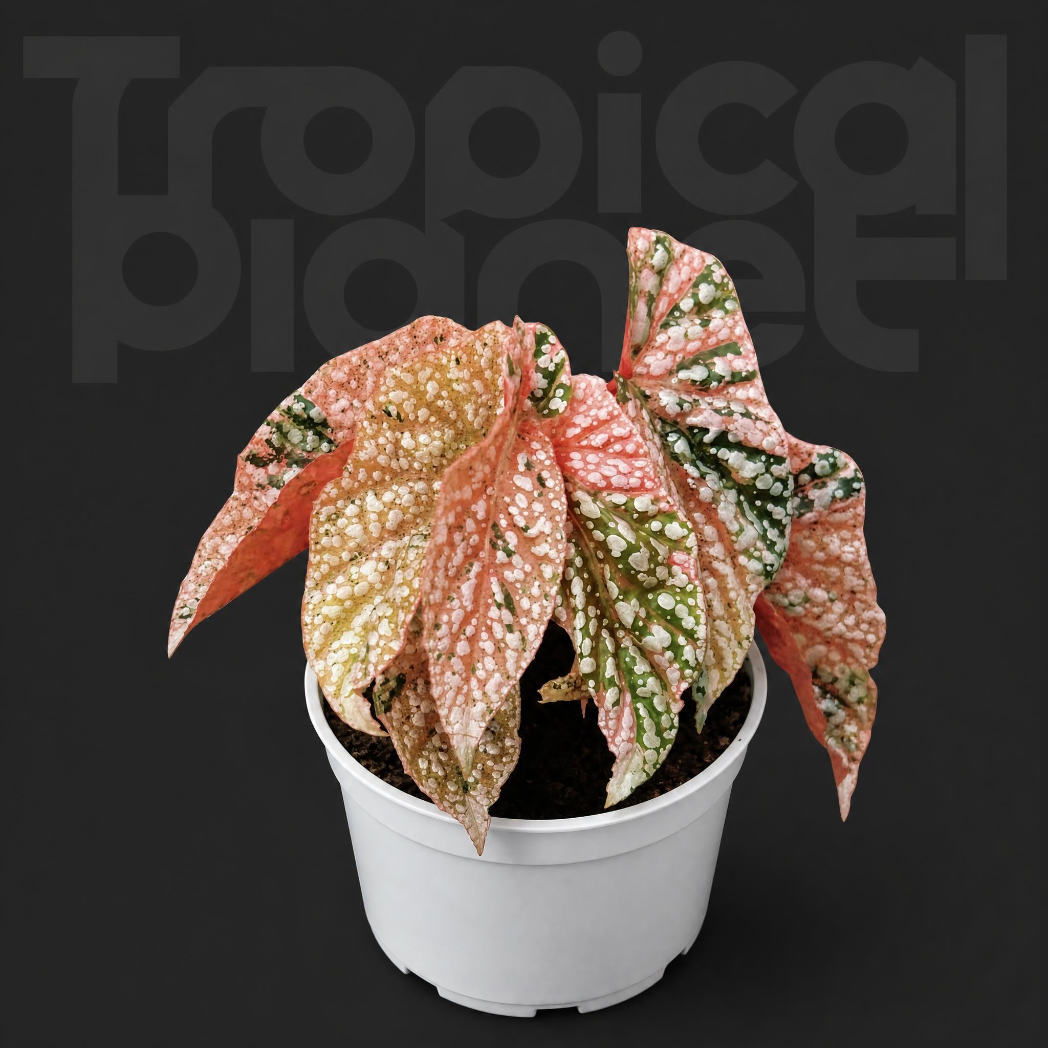 Begonia'Snow Capped'
